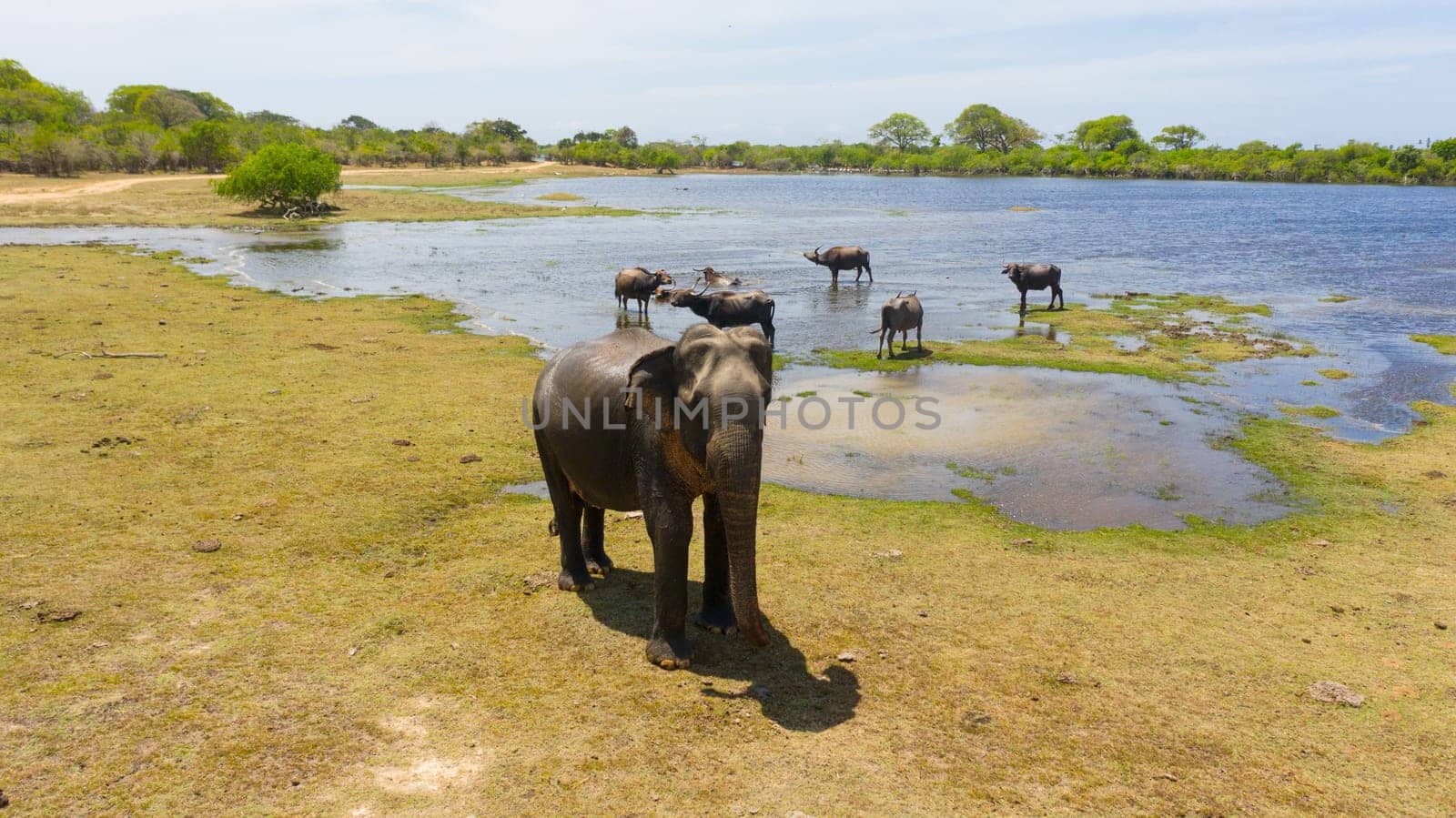 The Wild Elephant attacks the drone.. Kumana National Park. Sri Lanka.