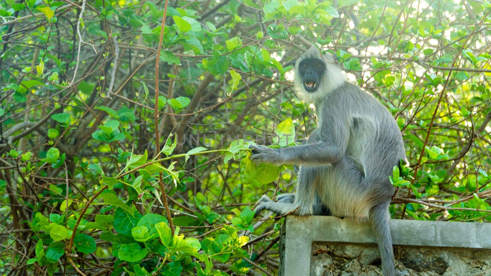 Tufted gray langur in Sri Lanka. Specie Semnopithecus priam.