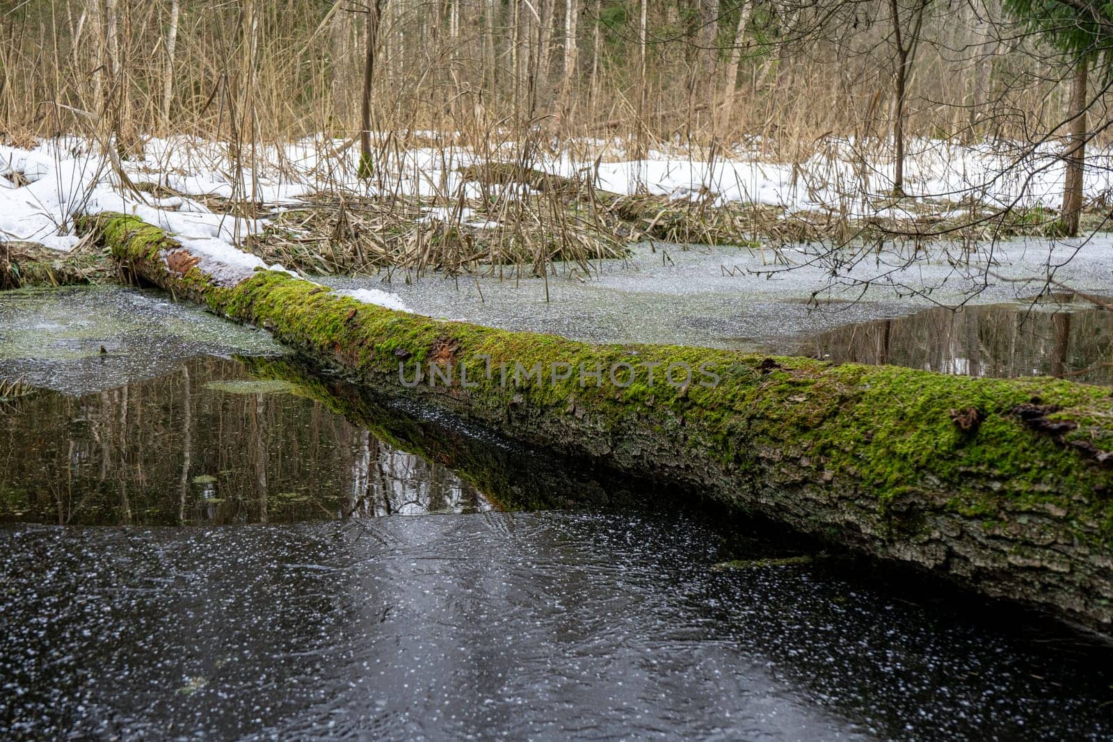 moss-covered fallen tree lies across a winter forest stream
