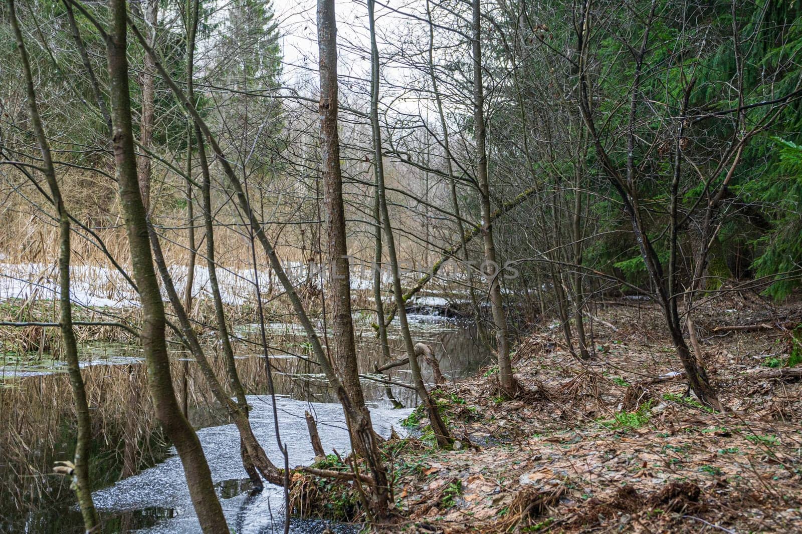 Winter forest with a small river, leafless trees, evergreens, fallen moss-covered tree, melting snow, and reflections in calm water
