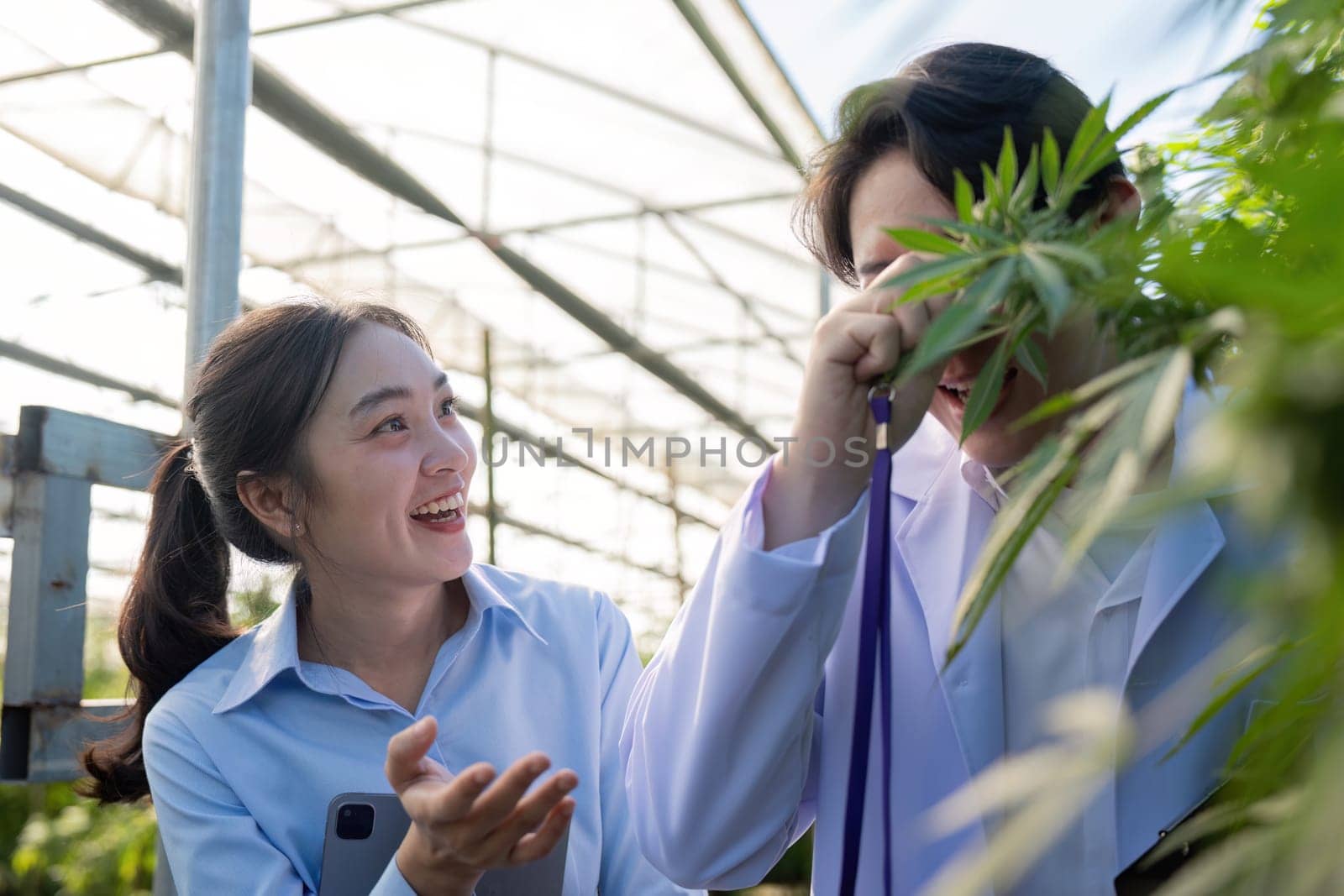 Two joyful researchers engaging in a lively discussion about cannabis plants inside a well-lit greenhouse.