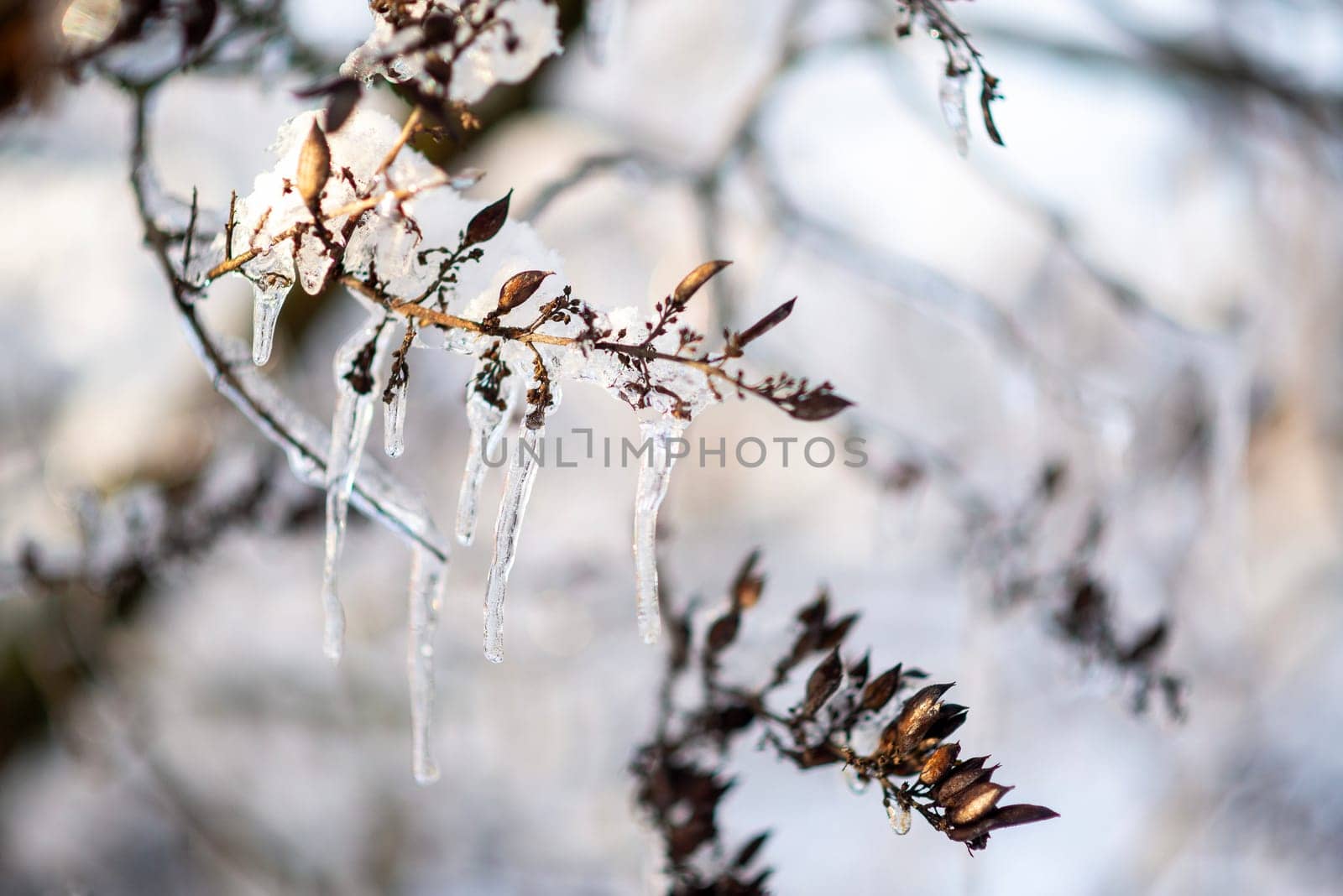 tree branches covered with snow in winter. ice and frost. transparent icicles on the branches. ice covered the tree fruits, icicles close-up