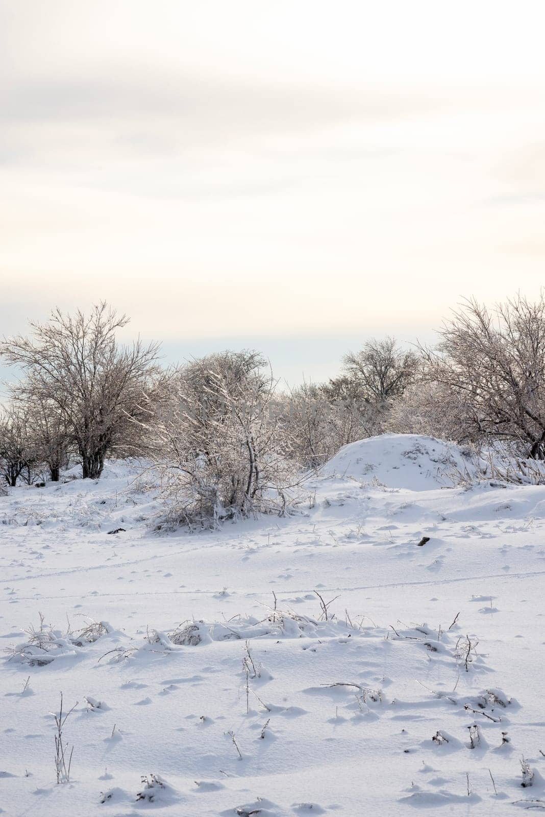 white snow lies on the field, bushes and trees covered with ice. the sky is soft blue with a pink tint, the photo has a vertical orientation