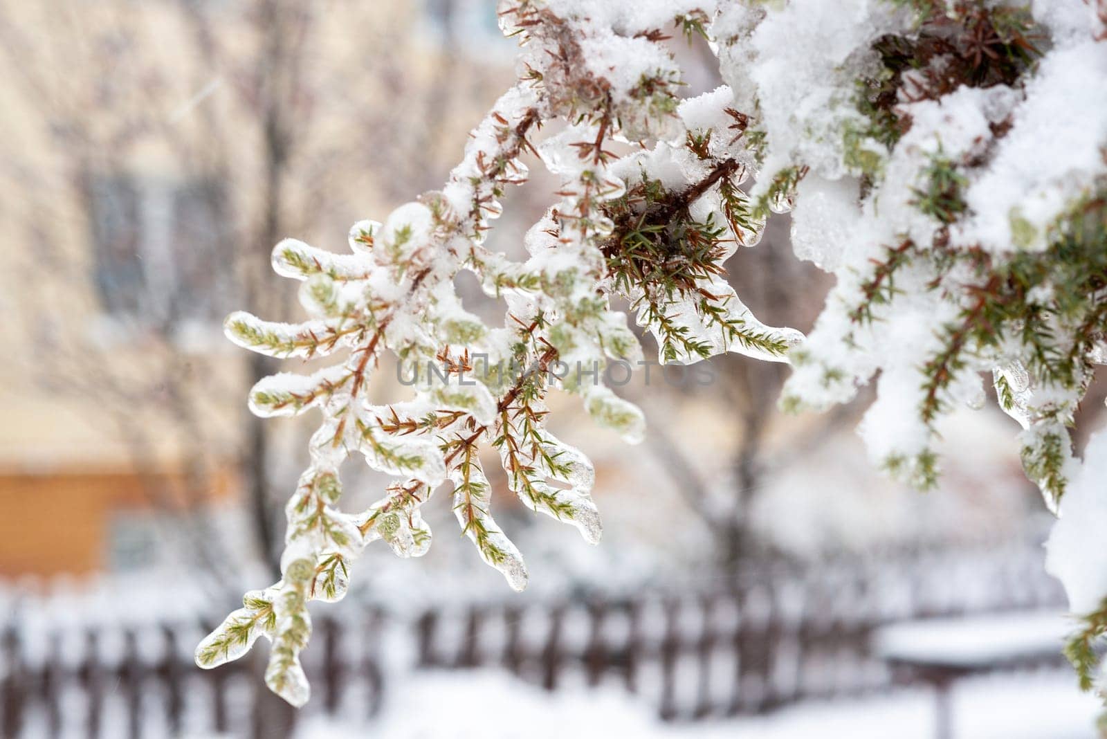 pine branch with small needles completely covered with ice. icy tree with icy branches. snow on branches. wooden rural fence visible behind
