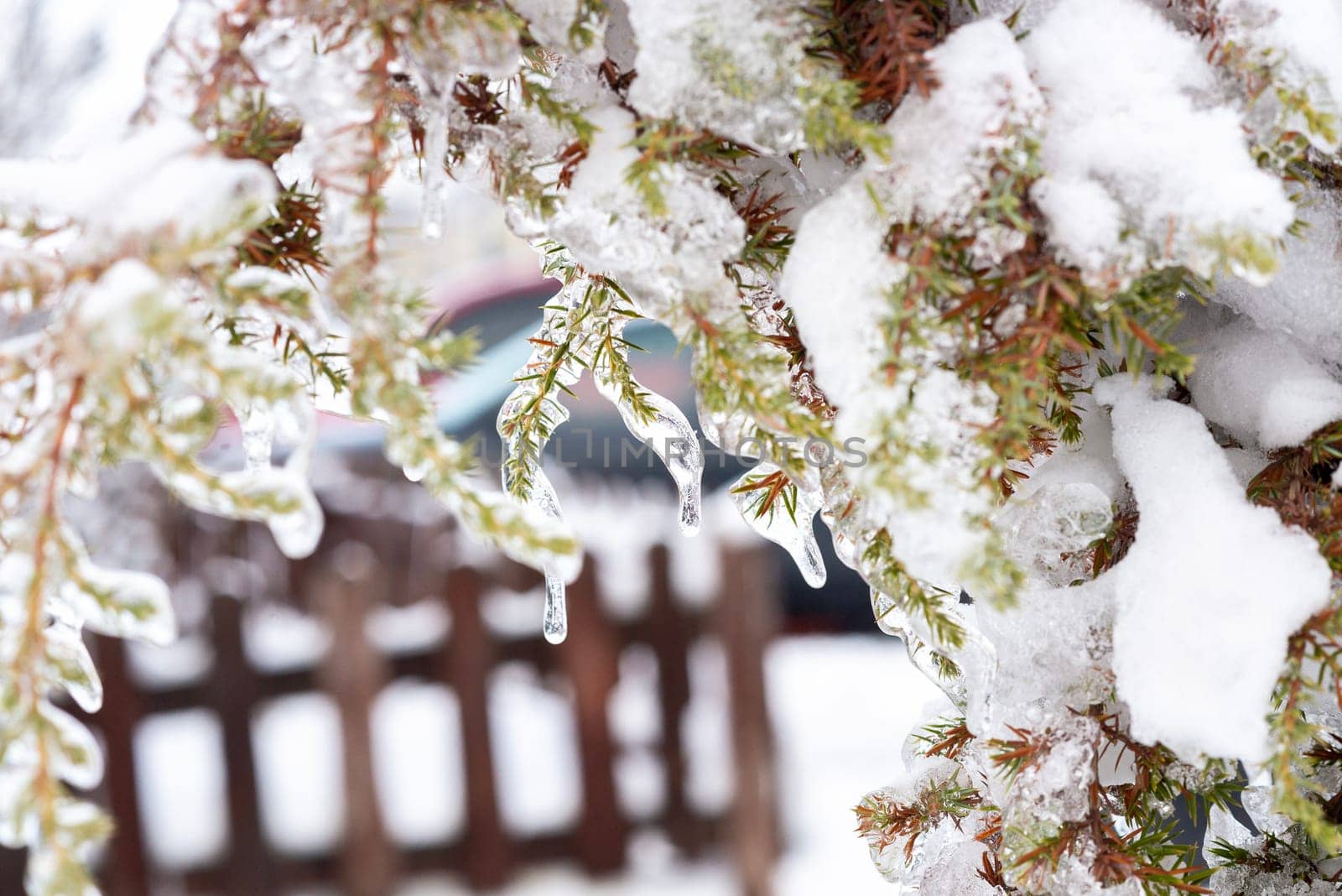pine branch with small needles completely covered with ice. icy tree with icy branches. snow on branches. wooden rural fence visible behind.