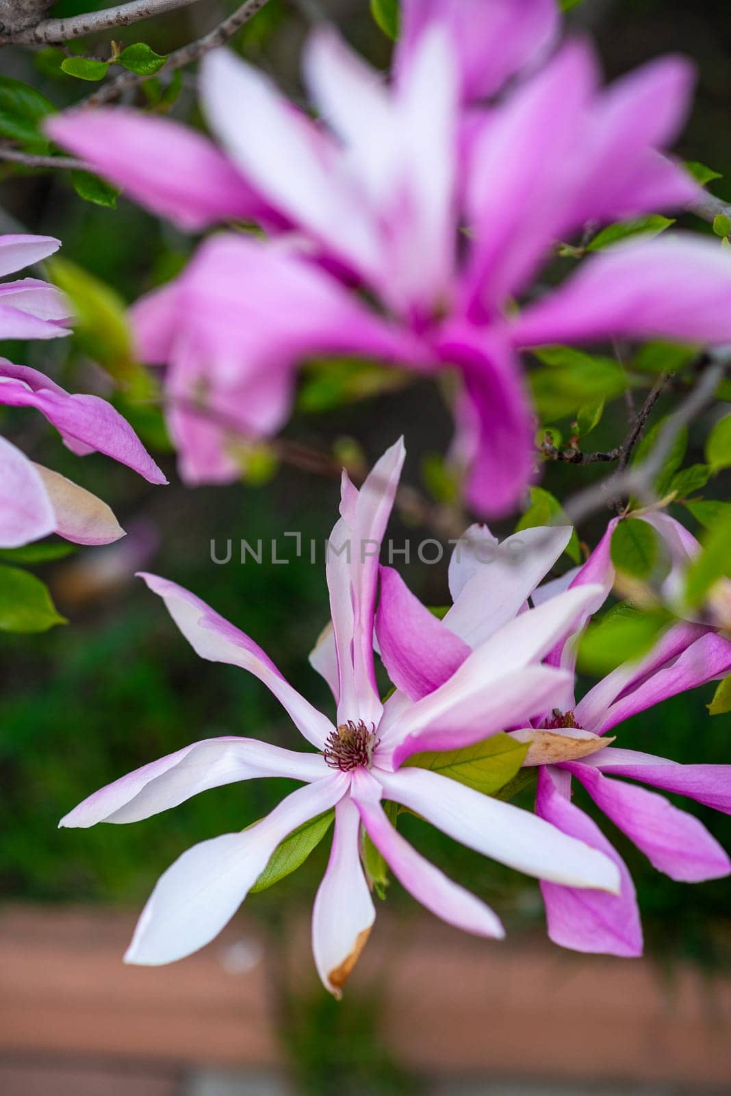 close-up of a blooming bright pink magnolia tree. on a tree branch there are many pink flowers that are fully bloomed. the background is blurred