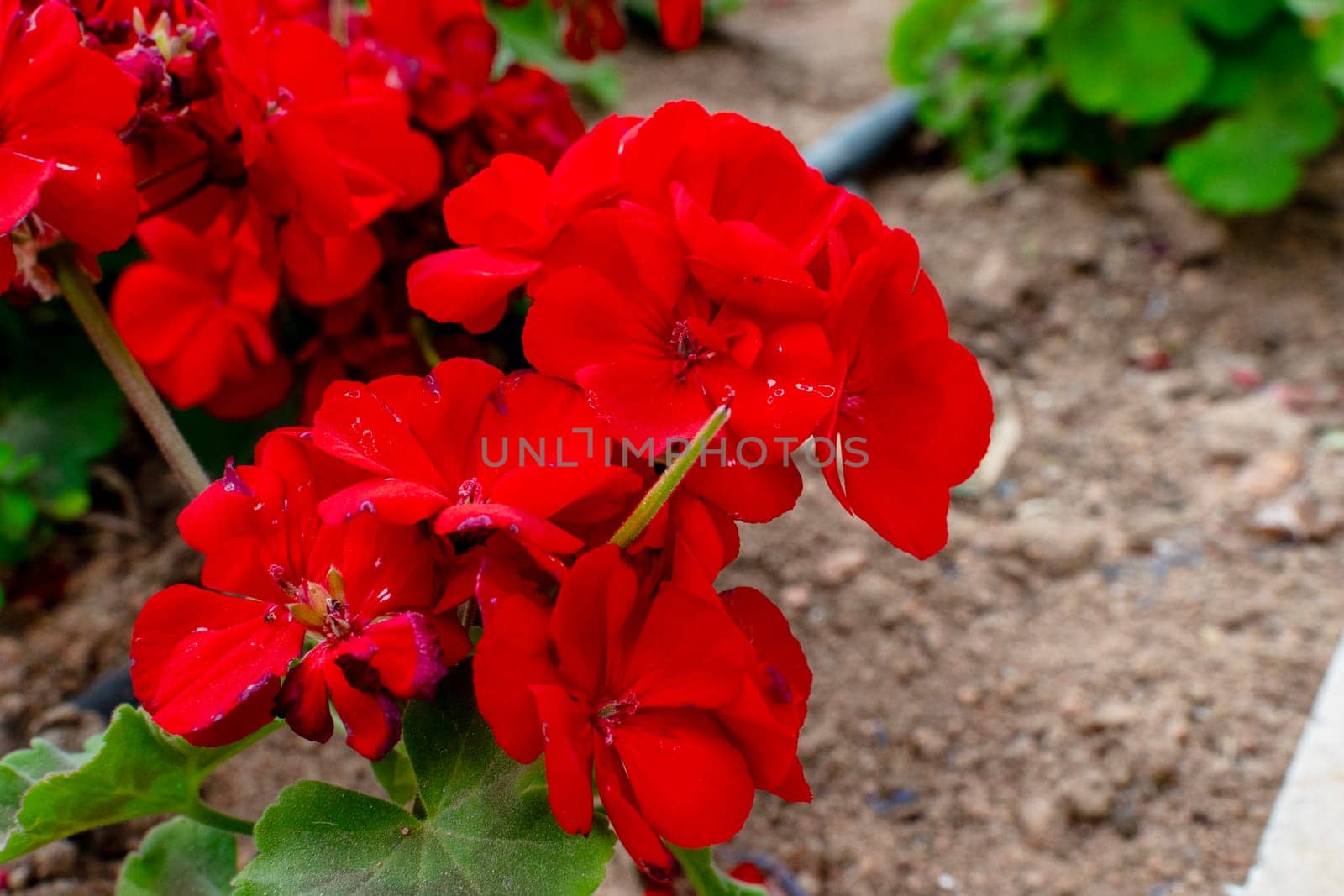Close-up of red geranium flowers with drip irrigation. Top view of large pink flowers. Drip irrigation hoses are lying on the ground