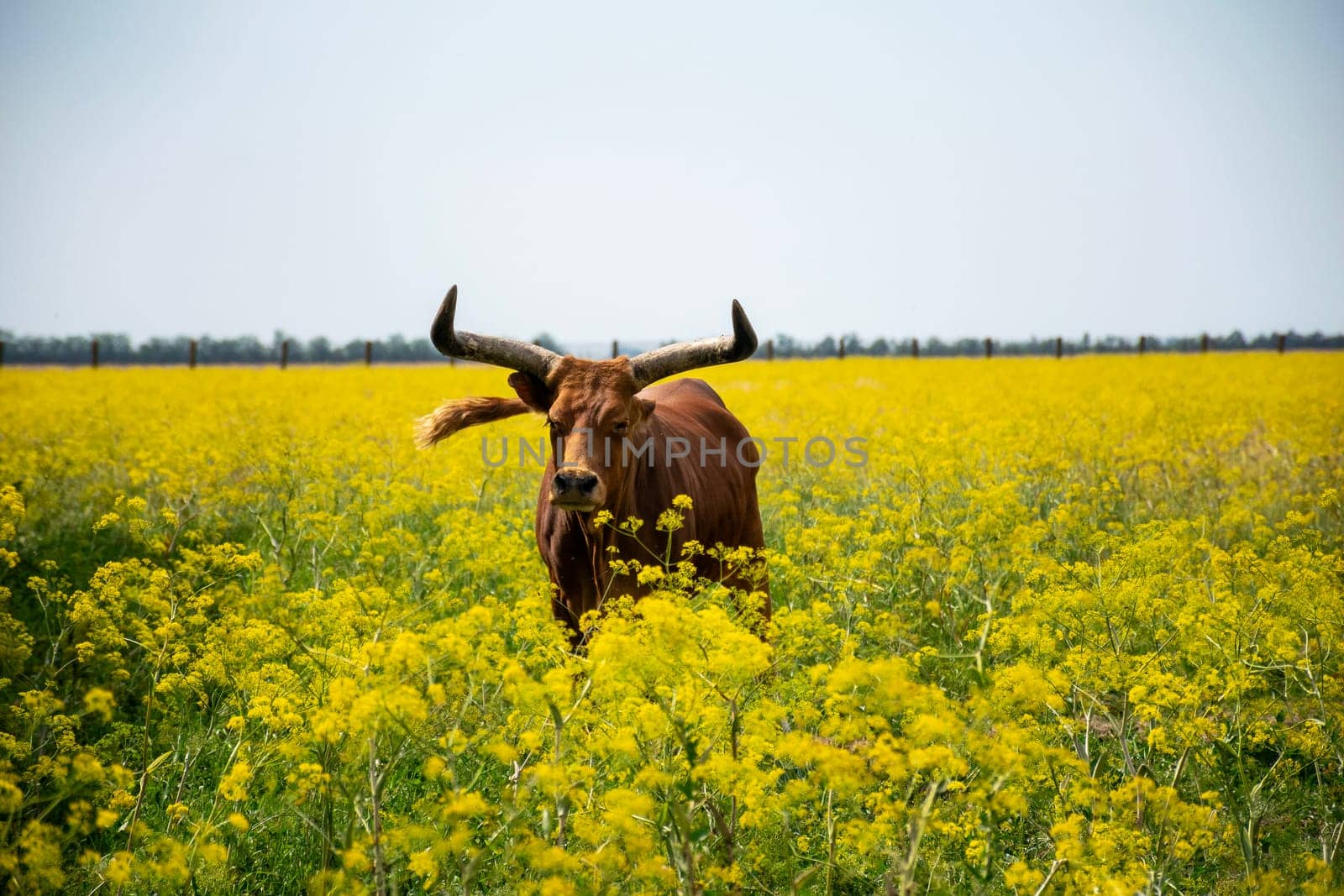 A huge dark brown buffalo with big curved horns is grazing in a field. A huge blooming field with yellow flowers. A soft blue sky. The buffalo is looking at the camera and there are flowers.