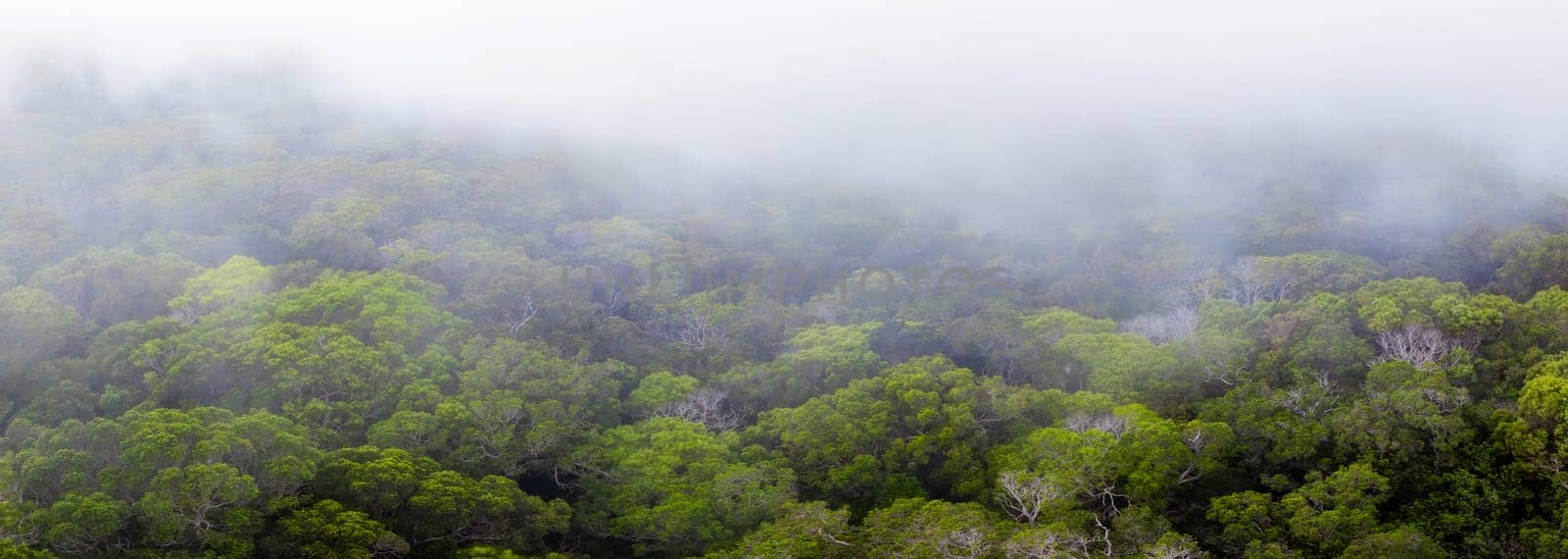 A mist covered tropical forest on Kauai island, Hawaii, featuring a vibrant green canopy, visible tree trunks, and an atmosphere of depth and mystery.