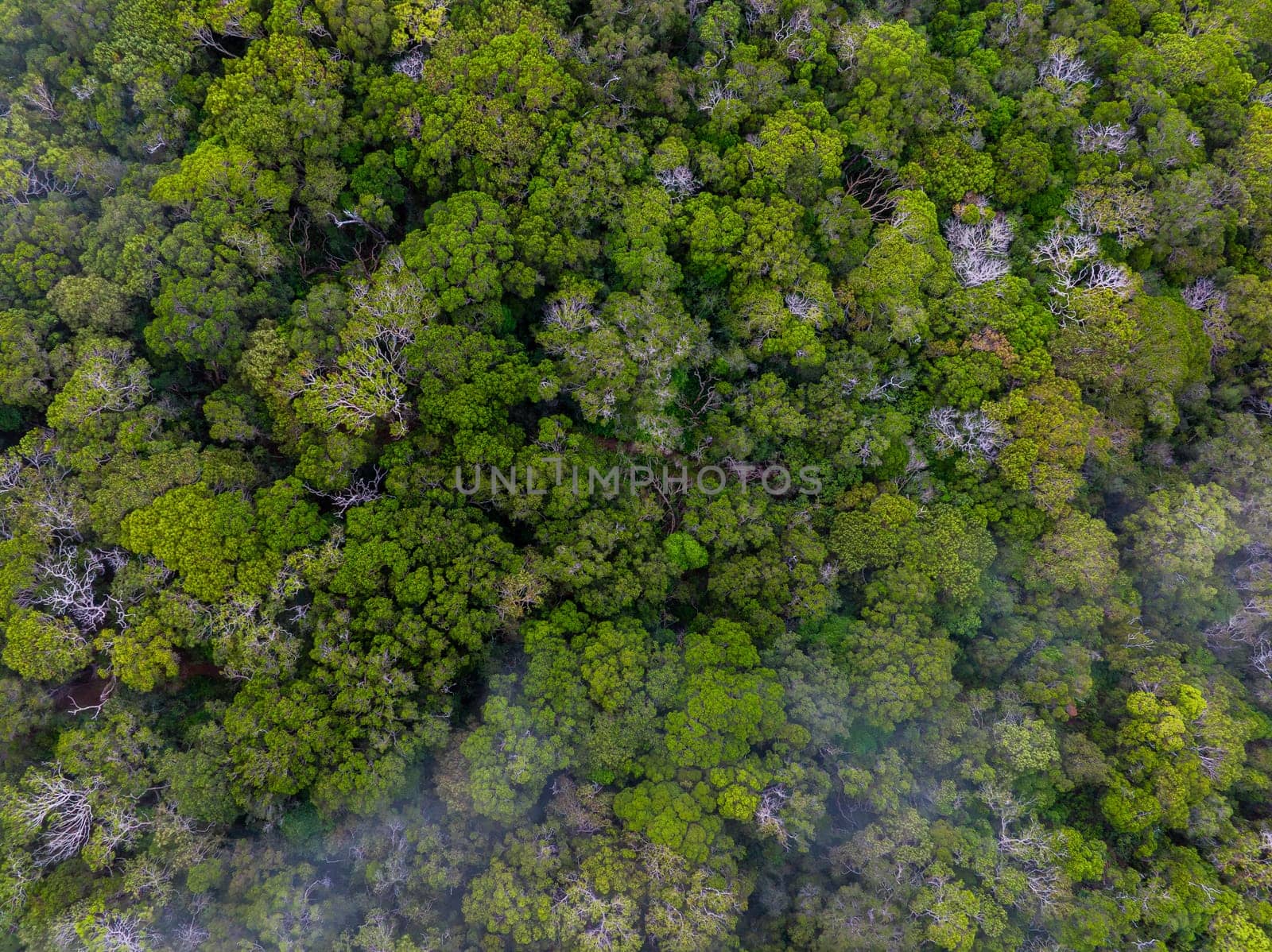 Lush green tropical forest canopy on Kauai island, with dense vegetation, lighter foliage patches, and mist adding a mystical atmosphere.