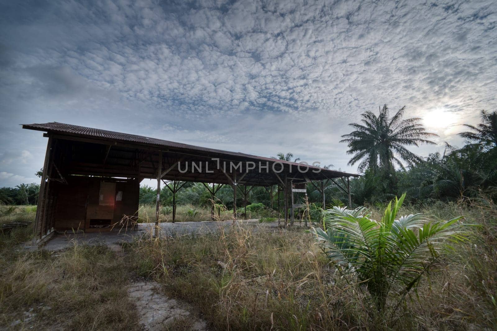 image around a vacant dilapidated house stands alone at the plantation