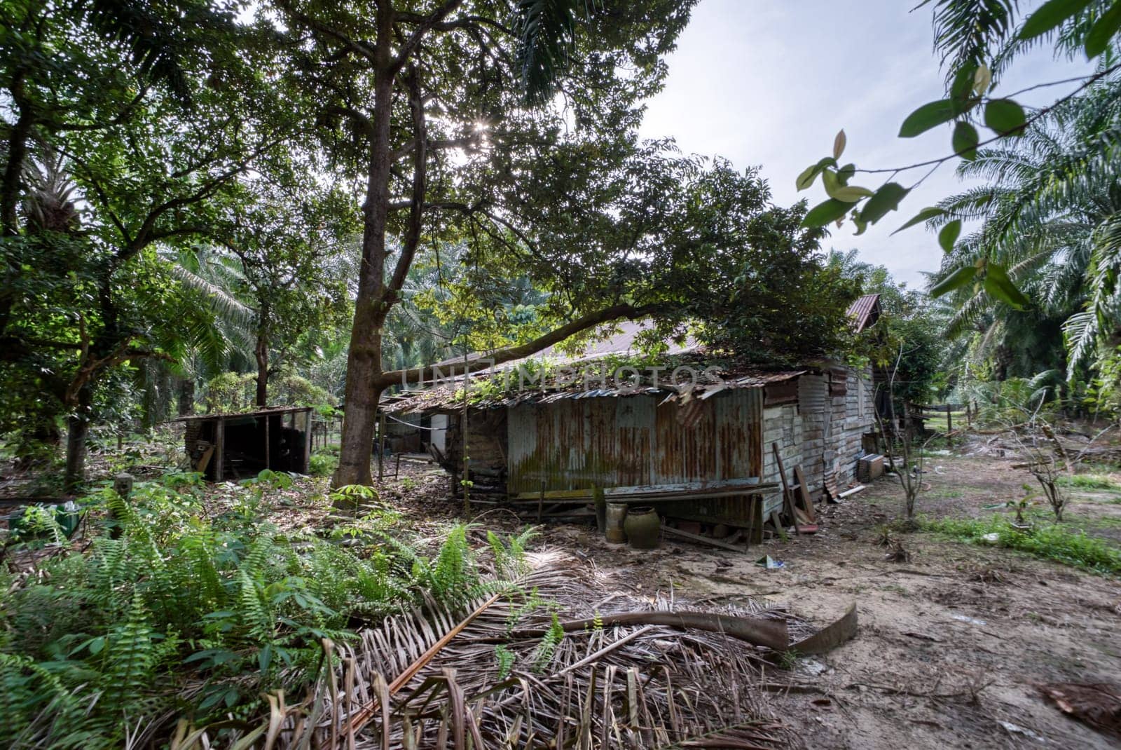 image around a vacant dilapidated house stands alone at the plantation