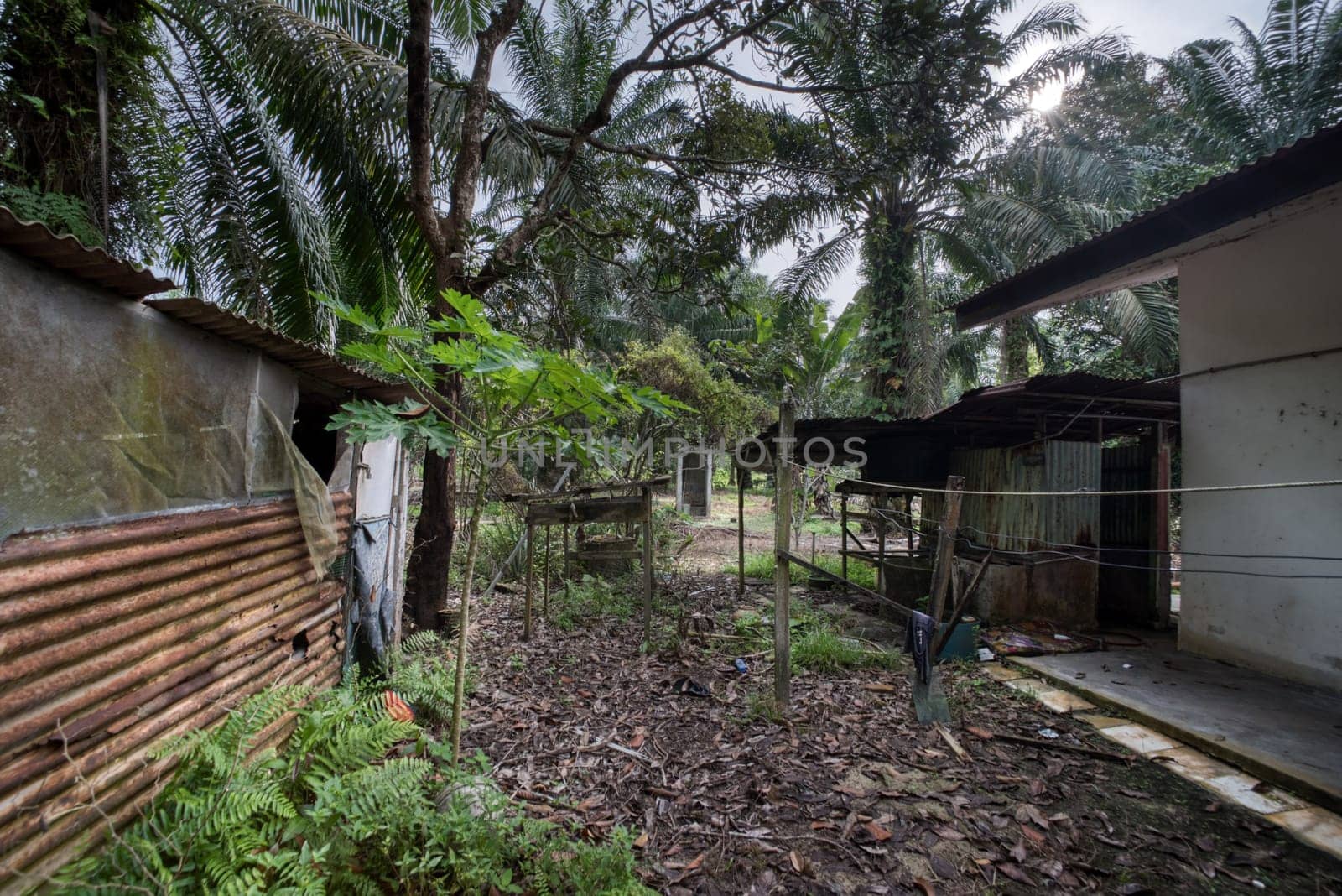image around a vacant dilapidated house stands alone at the plantation