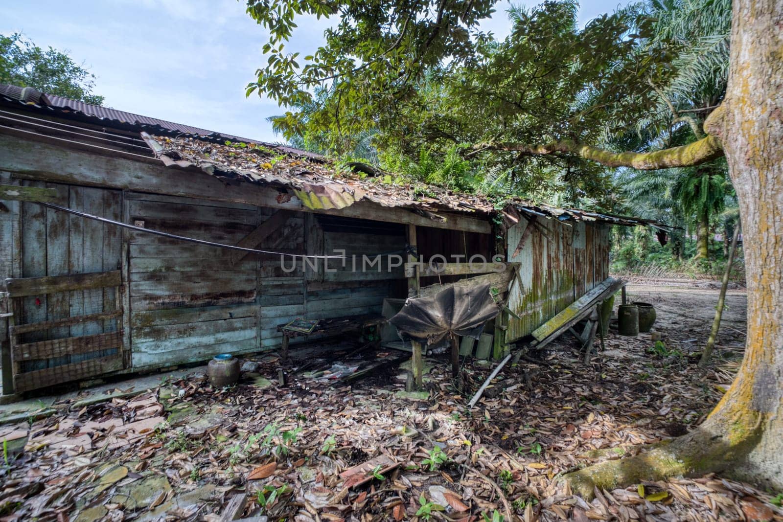 image around a vacant dilapidated house stands alone at the plantation