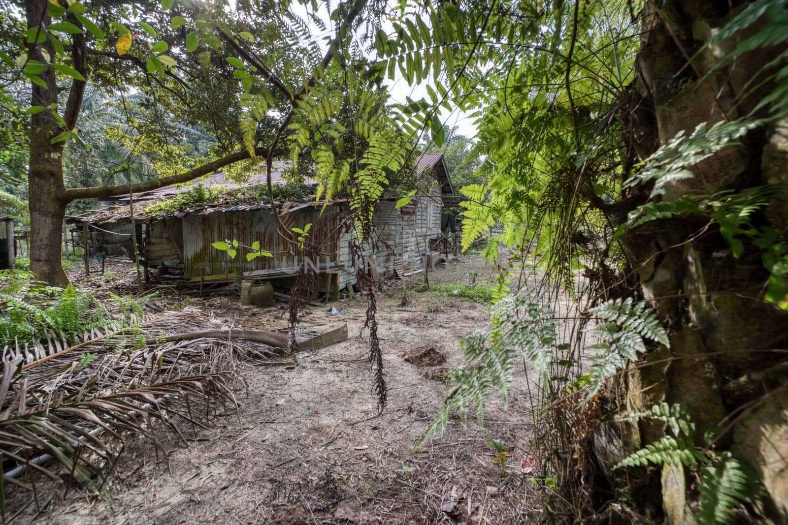 image around a vacant dilapidated house stands alone at the plantation