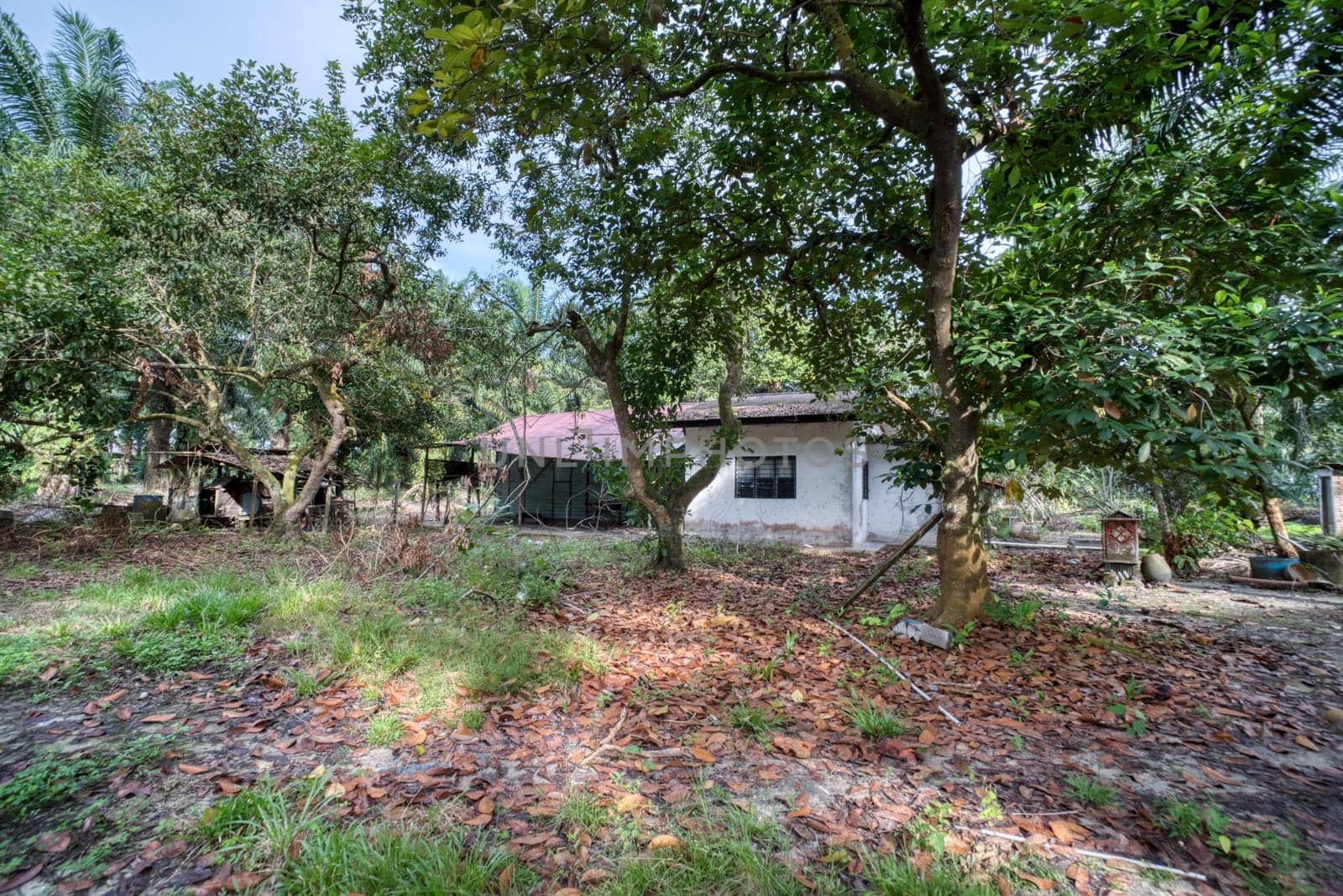image around a vacant dilapidated house stands alone at the plantation
