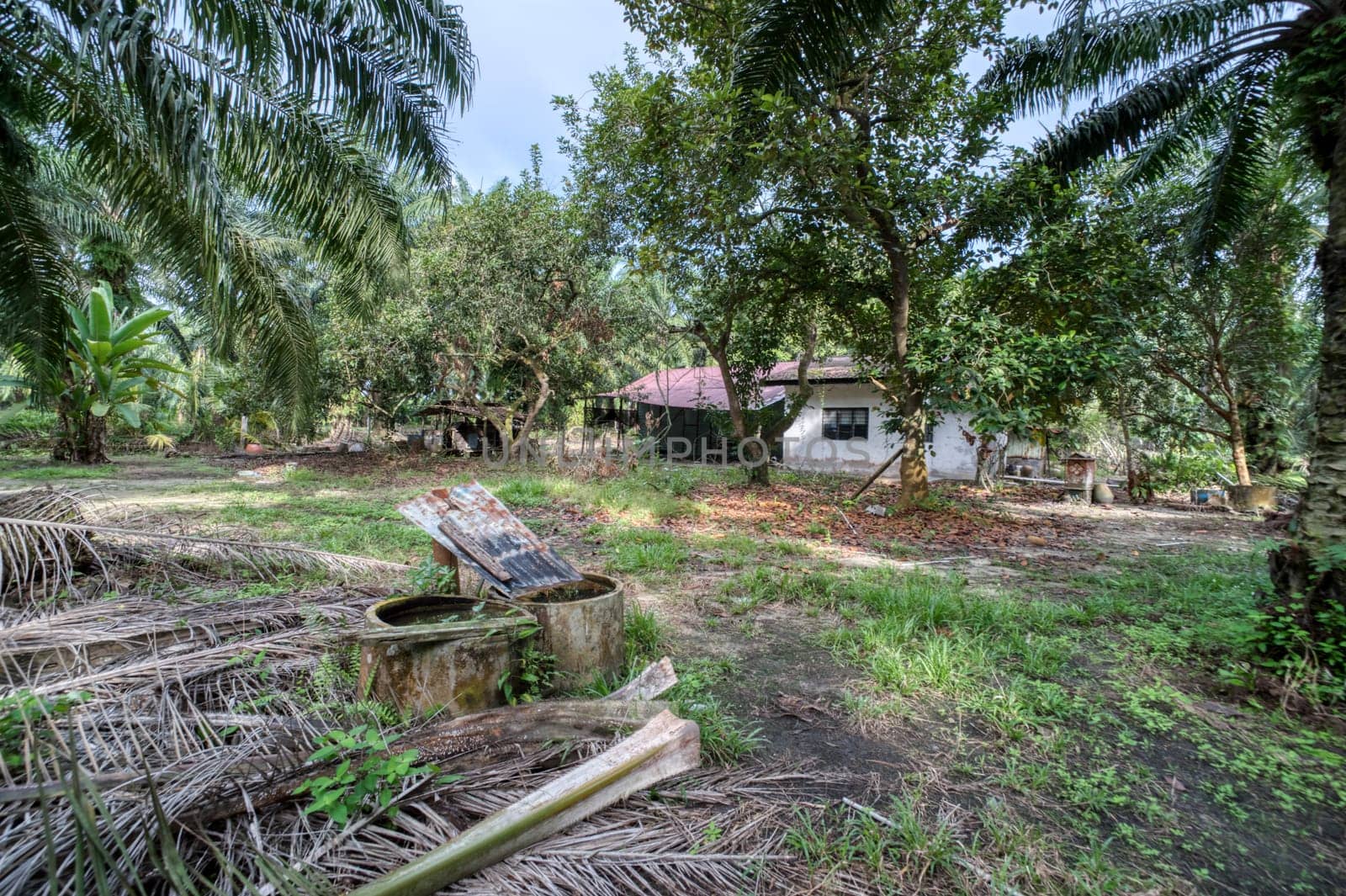 image around a vacant dilapidated house stands alone at the plantation