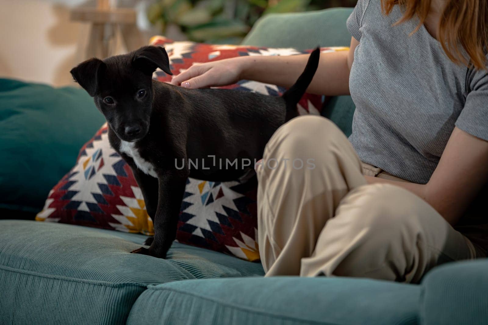 A playful black dog stands happily on a couch, relishing its time spent in joyful companionship with its owner