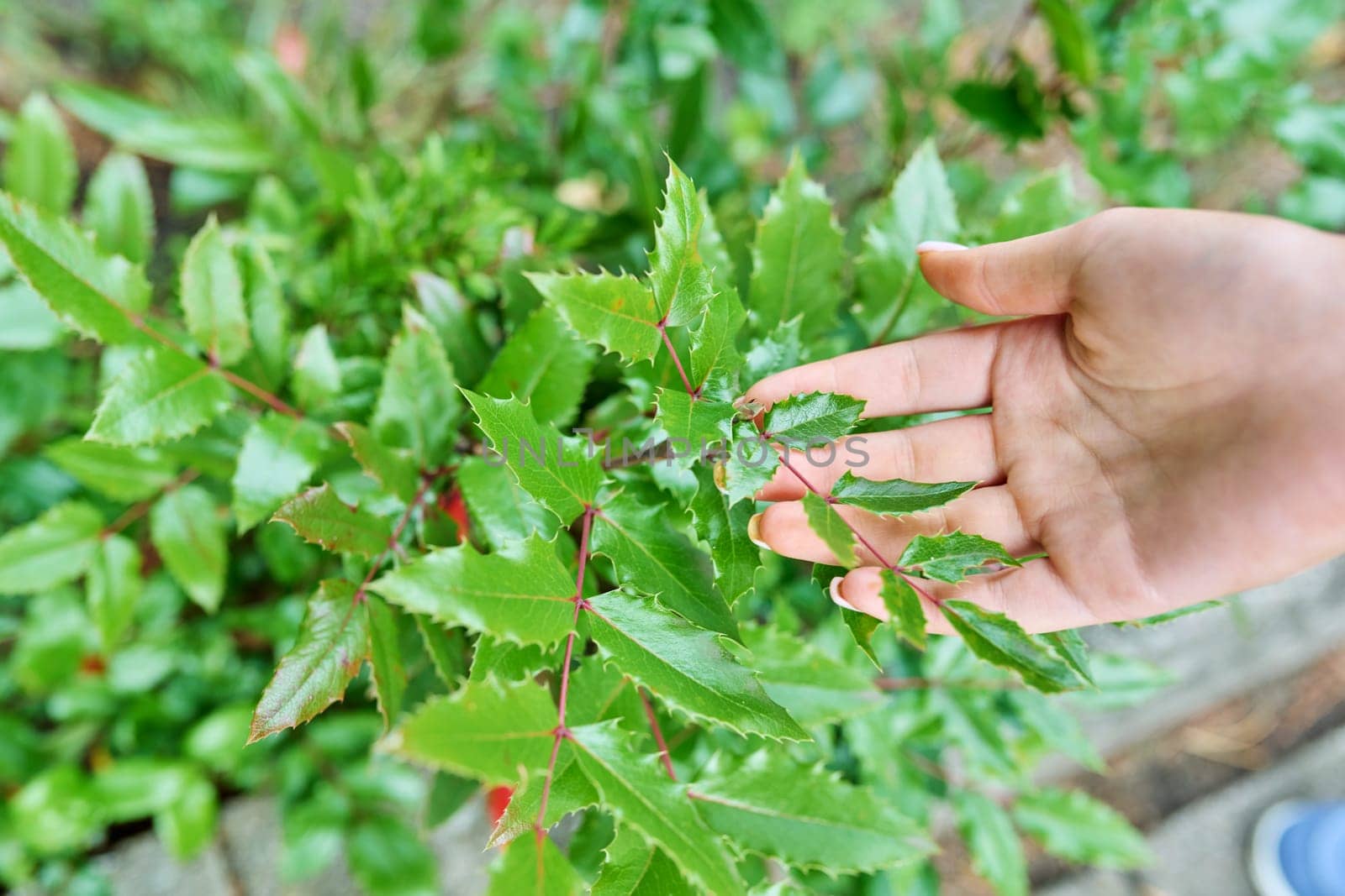 Close up leaves of evergreen shrub mahonia holly.