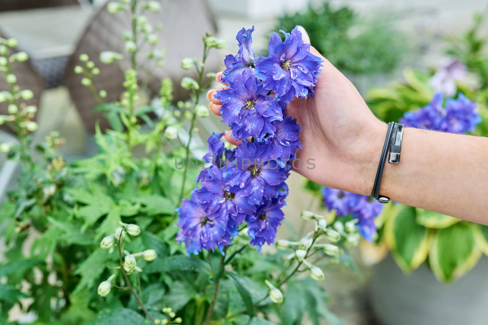 Larkspur plant high delphinium, blooming blue plant, hand touching flowers.