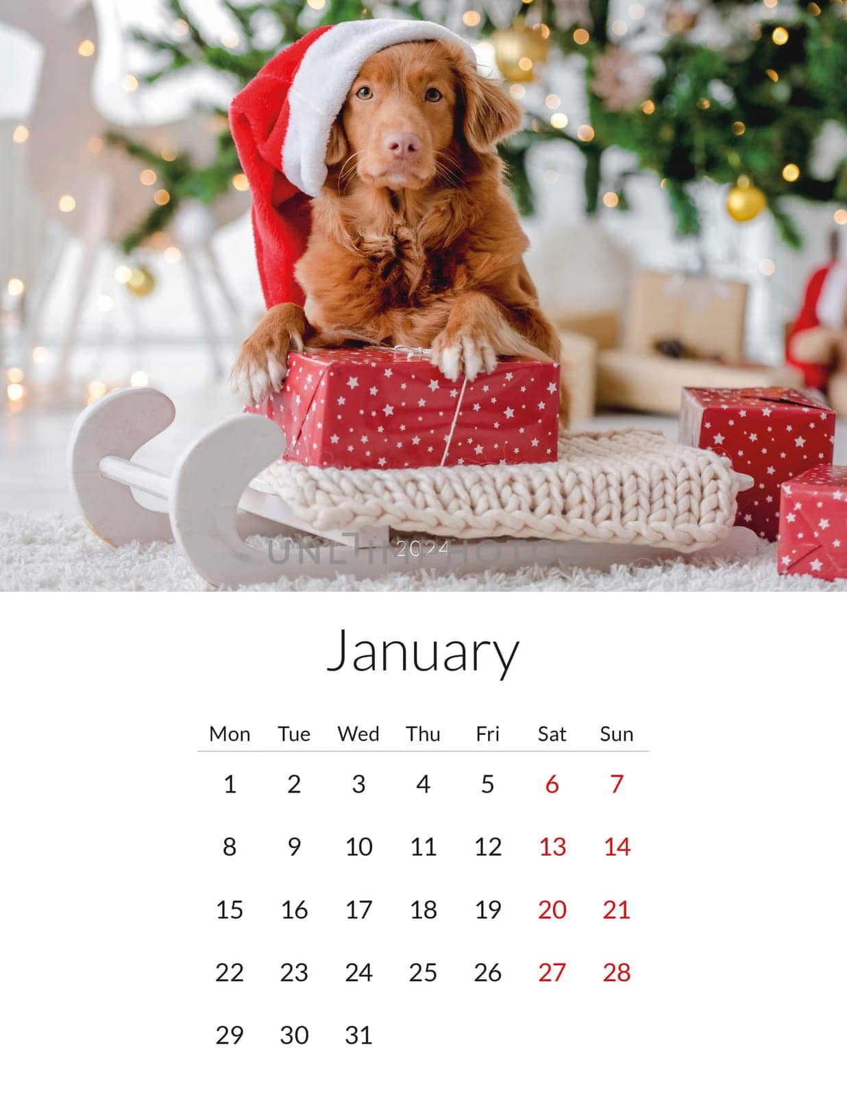 January 2024 year Photo calendar with cute dogs. Annual daily planner template with doggy pets. The week starts on Monday