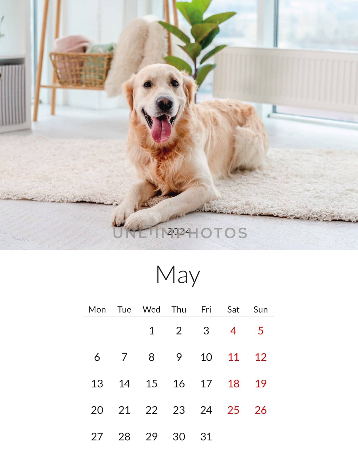 May 2024 year Photo calendar with cute dogs. Annual daily planner template with doggy pets. The week starts on Monday