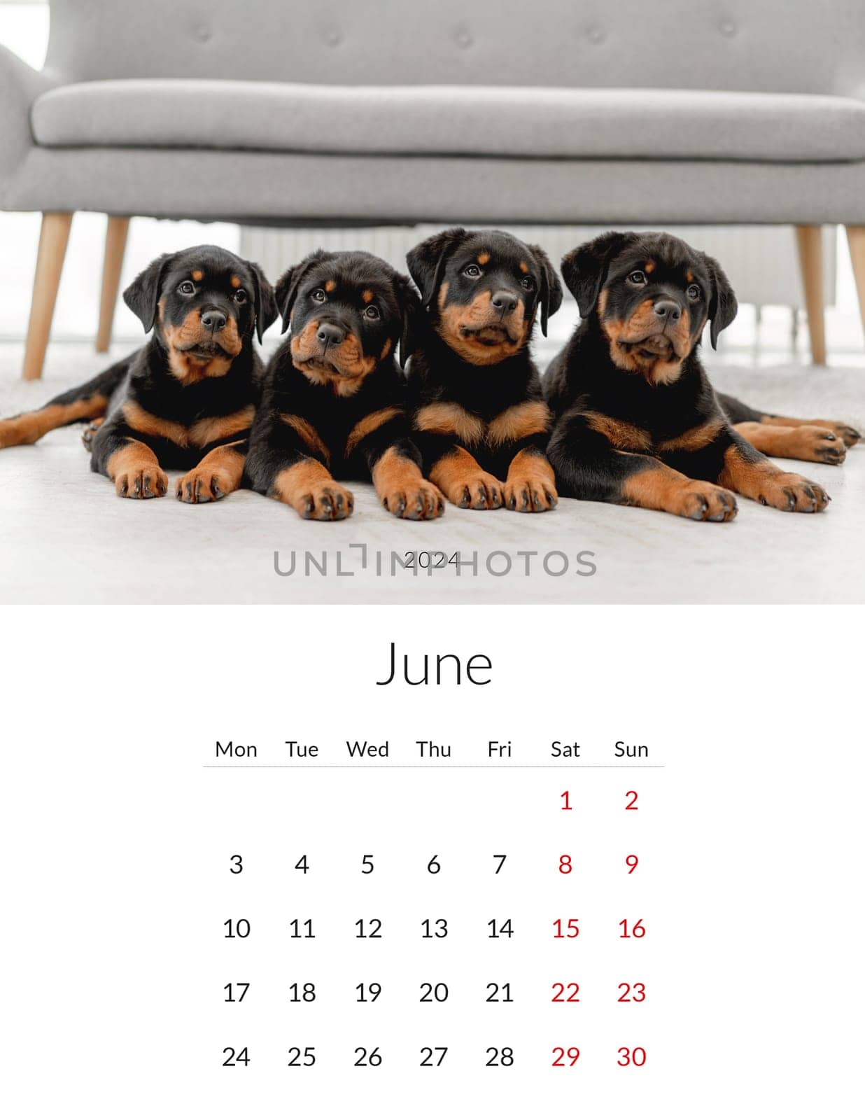 June 2024 year Photo calendar with cute dogs. Annual daily planner template with doggy pets. The week starts on Monday