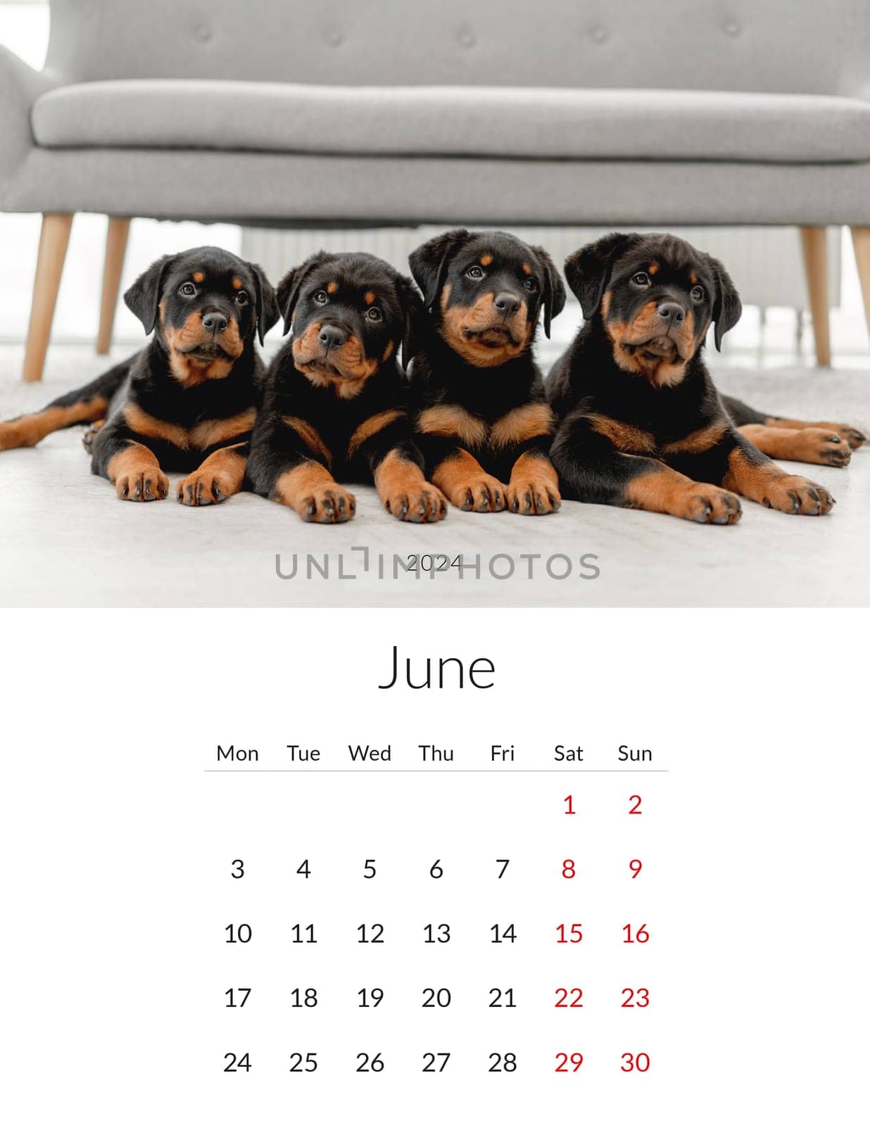 2024 year Photo calendar with cute dogs by tan4ikk1