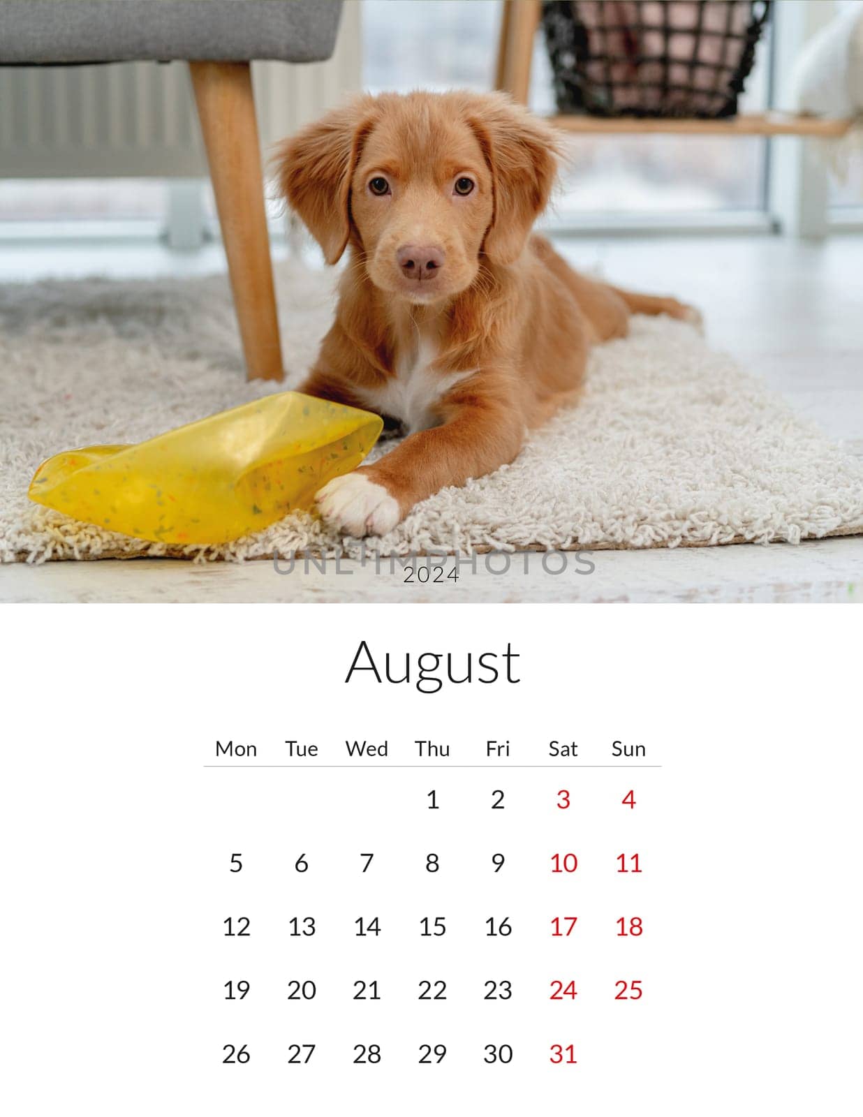 August 2024 year Photo calendar with cute dogs. Annual daily planner template with doggy pets. The week starts on Monday