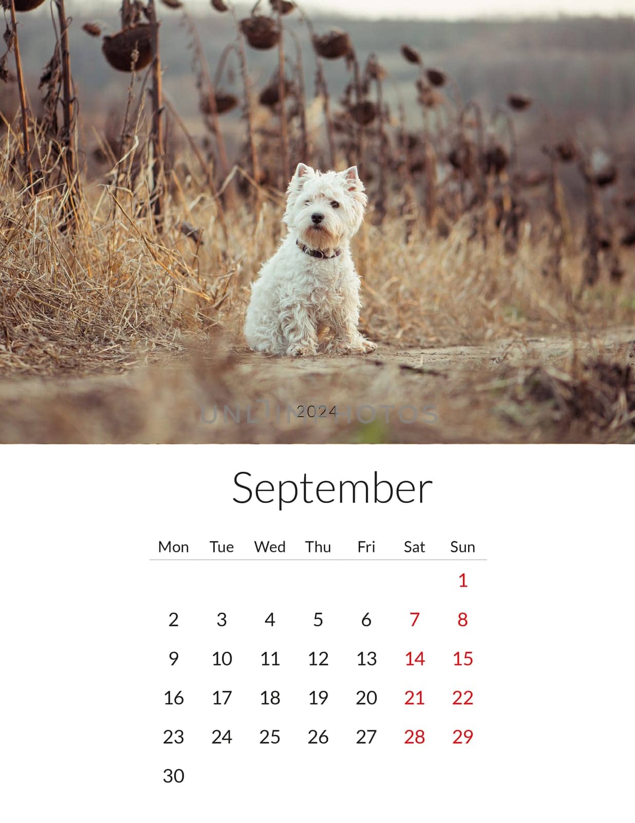 September 2024 year Photo calendar with cute dogs. Annual daily planner template with doggy pets. The week starts on Monday