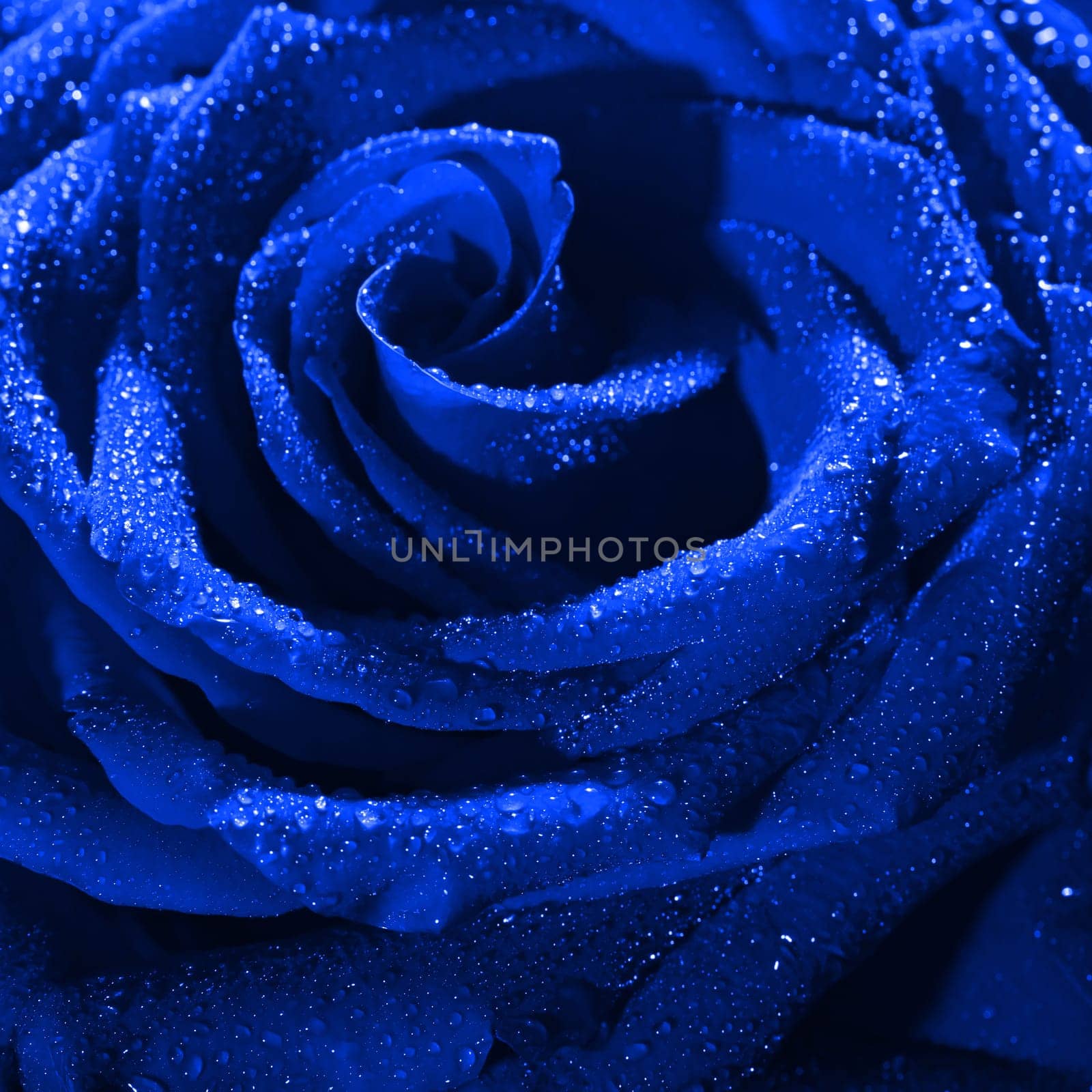 Blooming blue rose bud in water drops close-up on a black background, use as background, wallpaper, greeting card