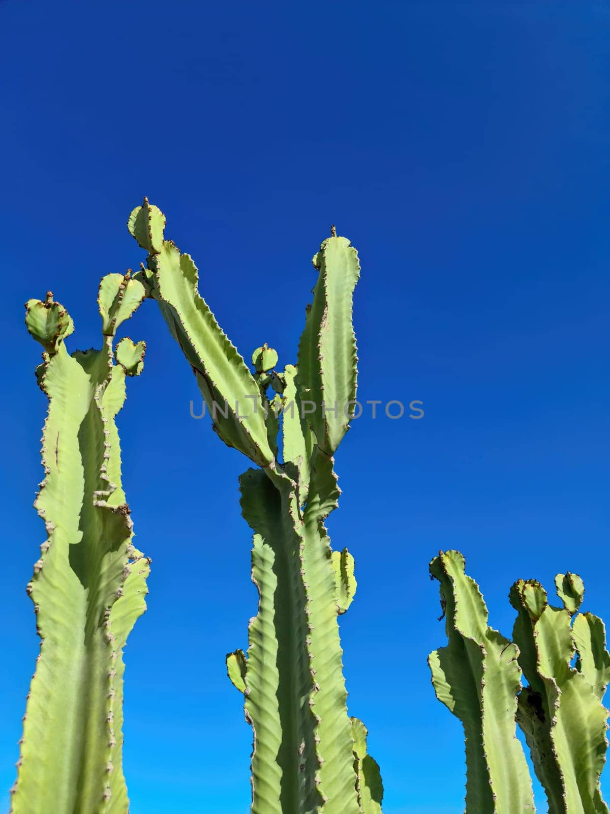 A beautiful large cactus in the sun of Tenerife