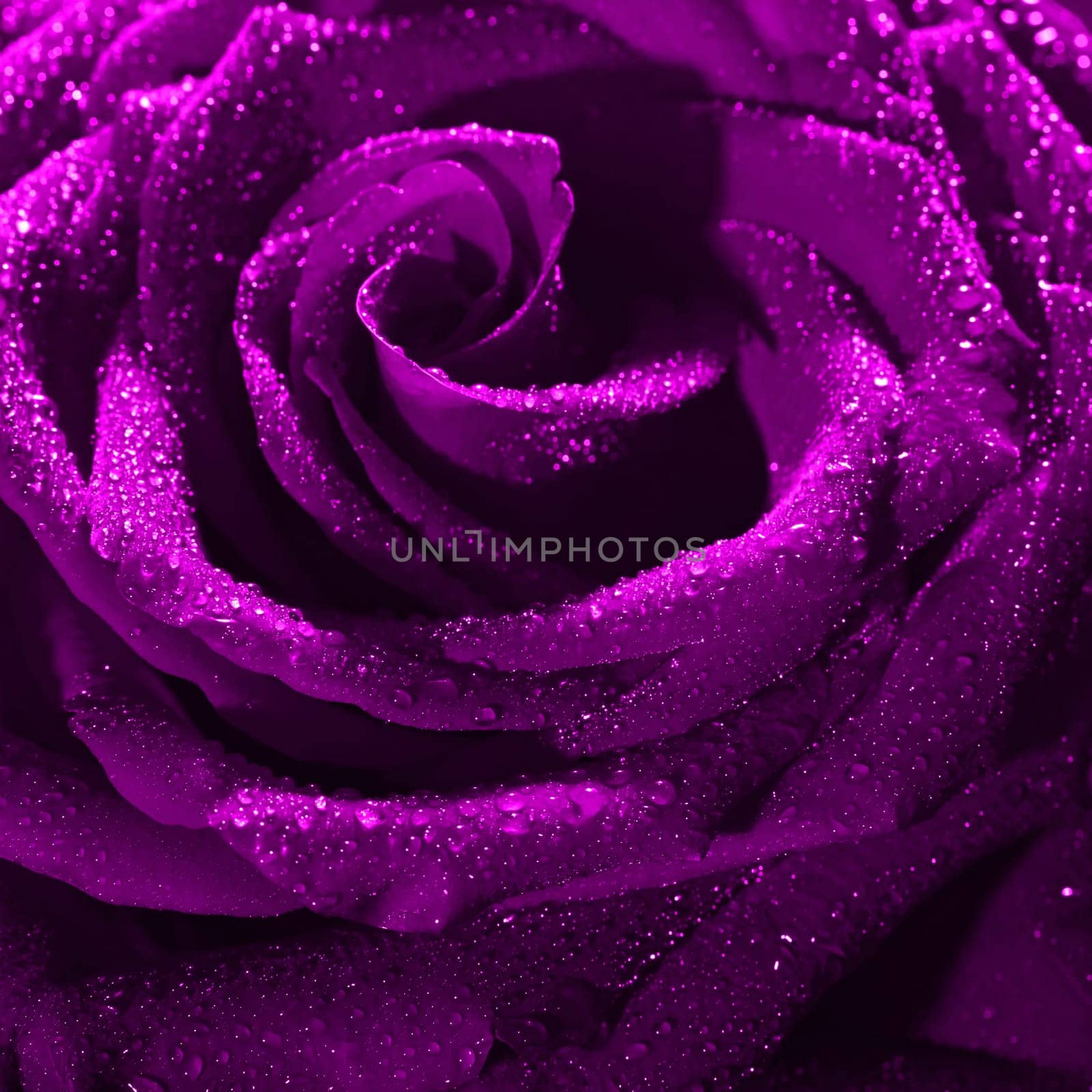 Blooming purple rose bud in water drops close-up on a black background, use as background, wallpaper, greeting card