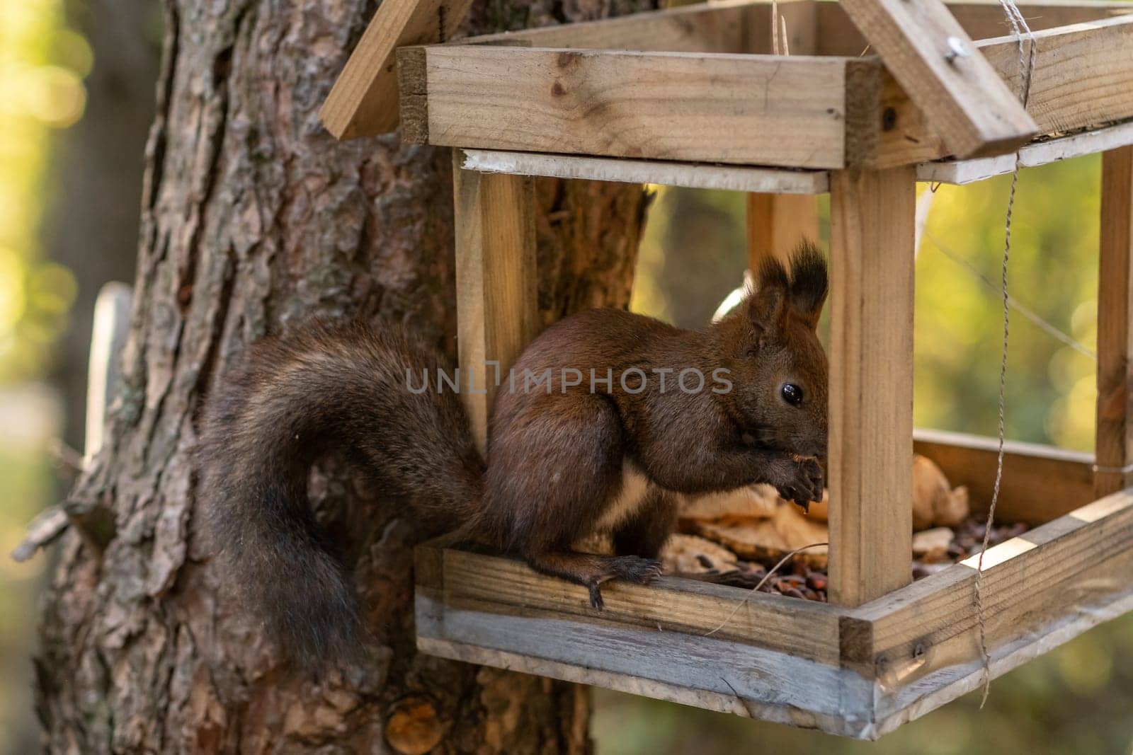 A beautiful red squirrel climbs a tree in search of food. A squirrel sits in a feeder eating nuts and seeds close-up.