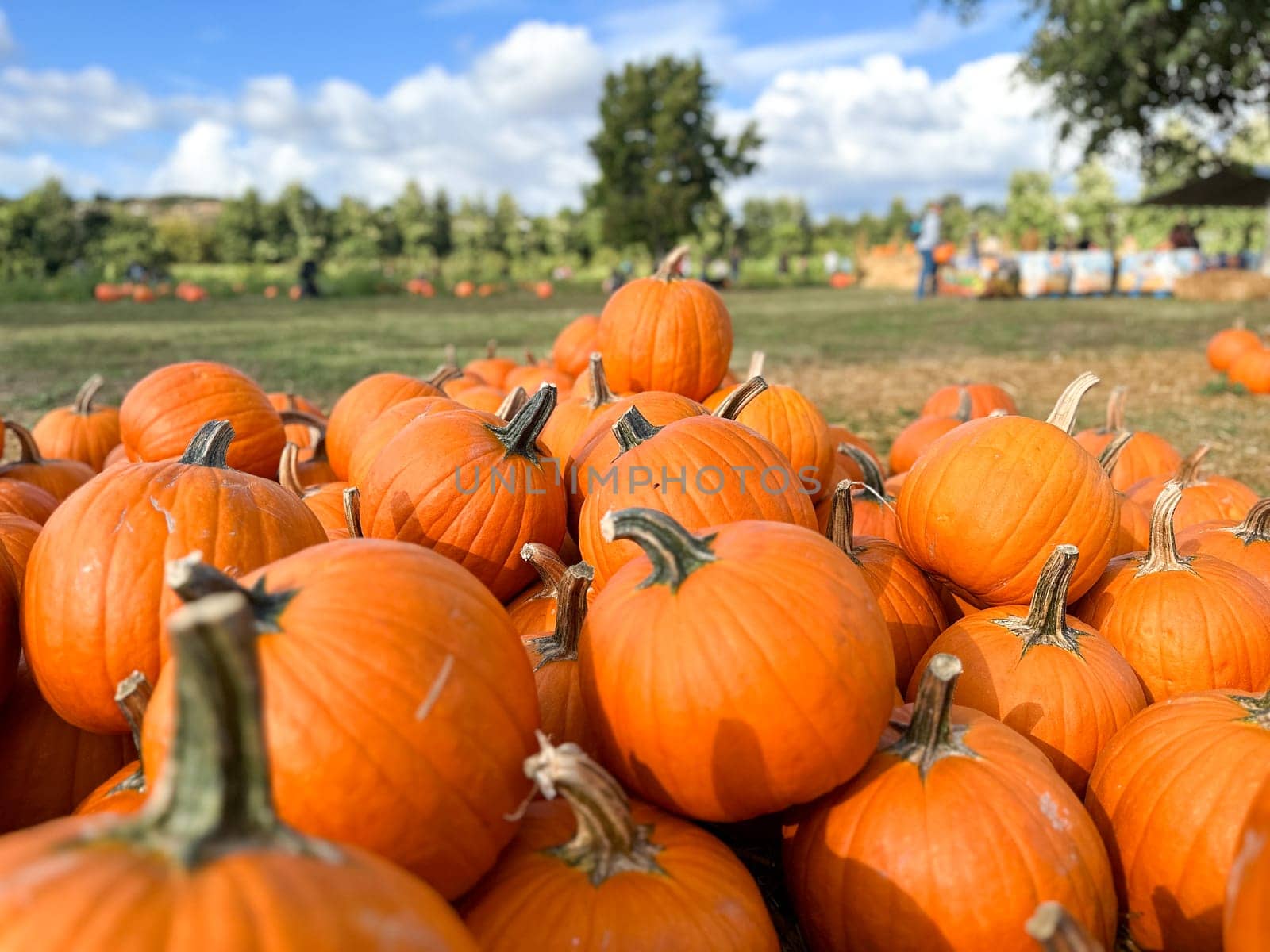Pumpkins stalks in the field during harvest time in fall. Halloween preparation, American Farm