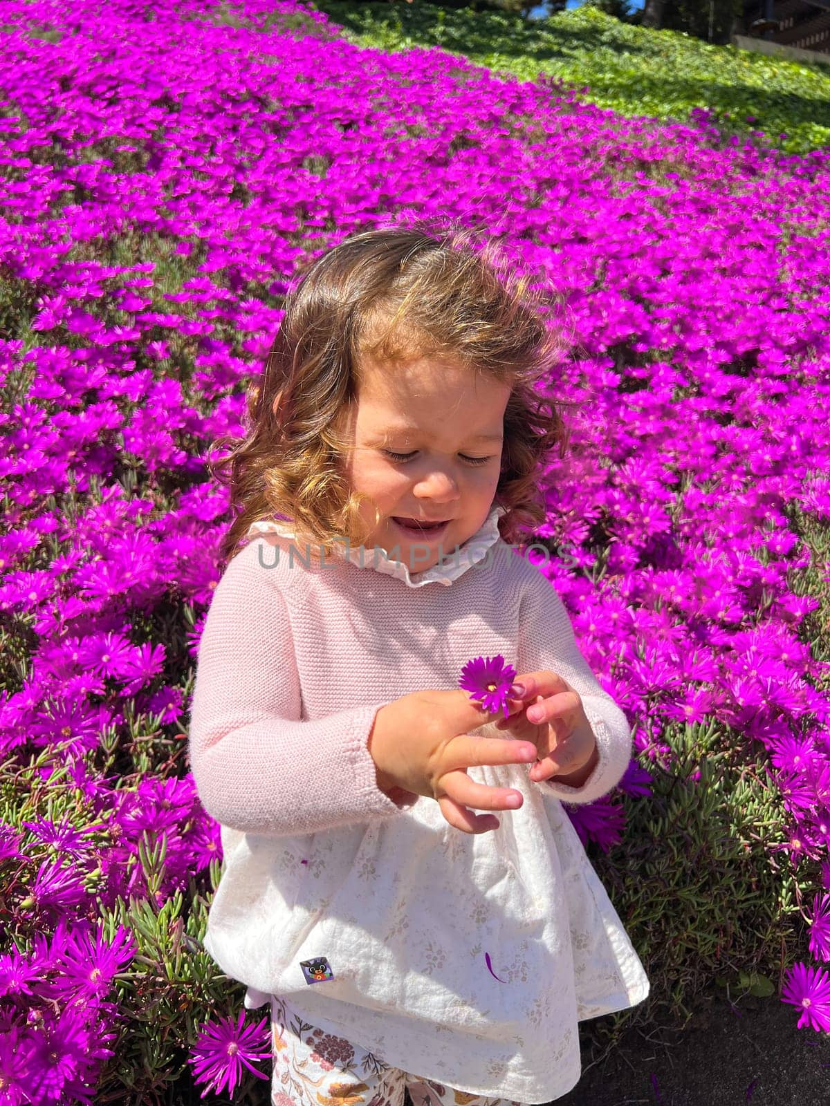 Cute little girl is playing with purple flowers, toddler looking at flower