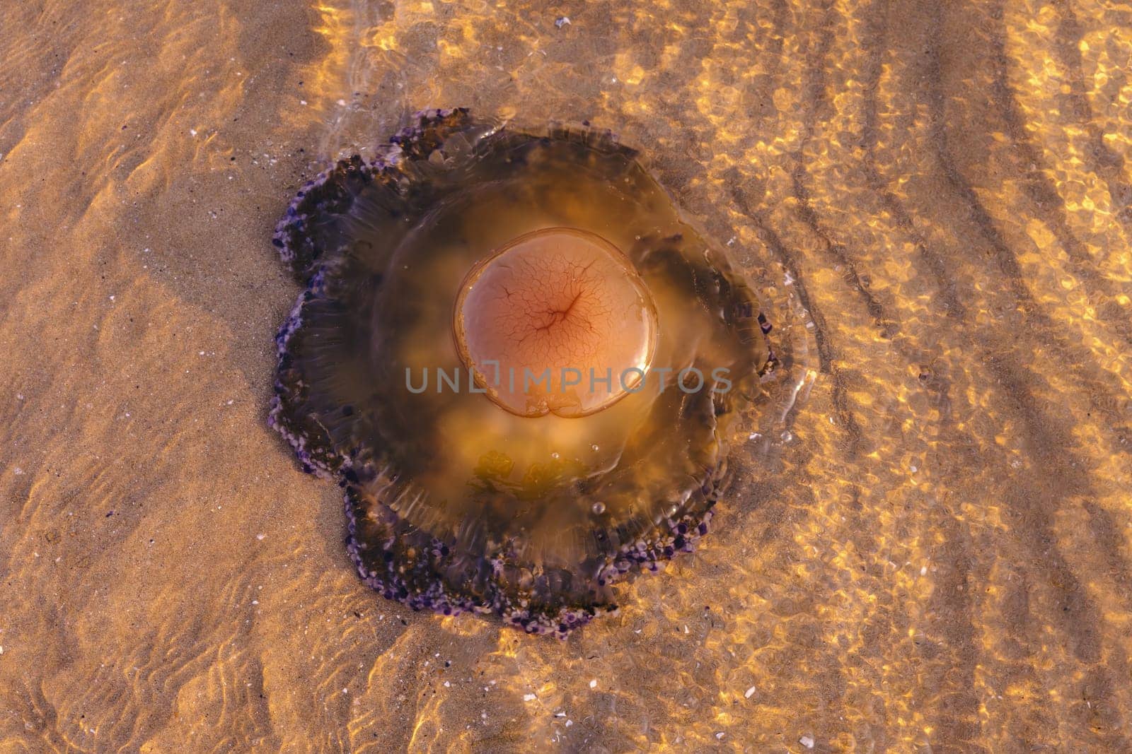 Jellyfish in the sea close-up. A jellyfish floats to the surface of the water.