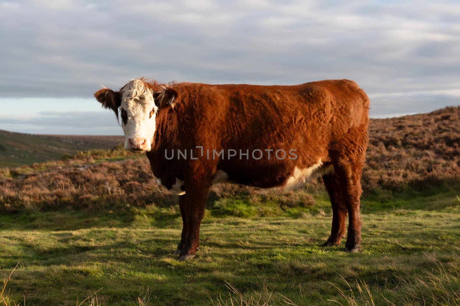 cow grazing on green meadow in Peak District at sunset in Yorkshire