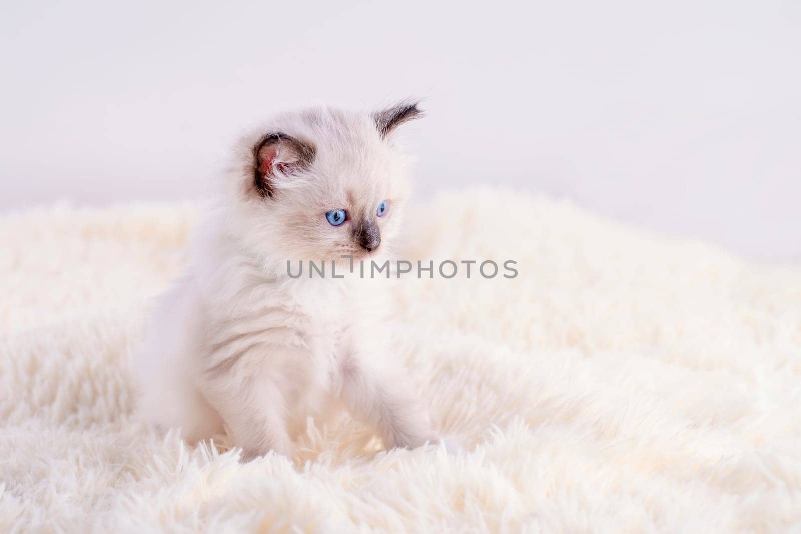 little  ragdoll kitten with blue eyes in pink collar  sitting on a beige background. High quality photo for card and calendar Space for text