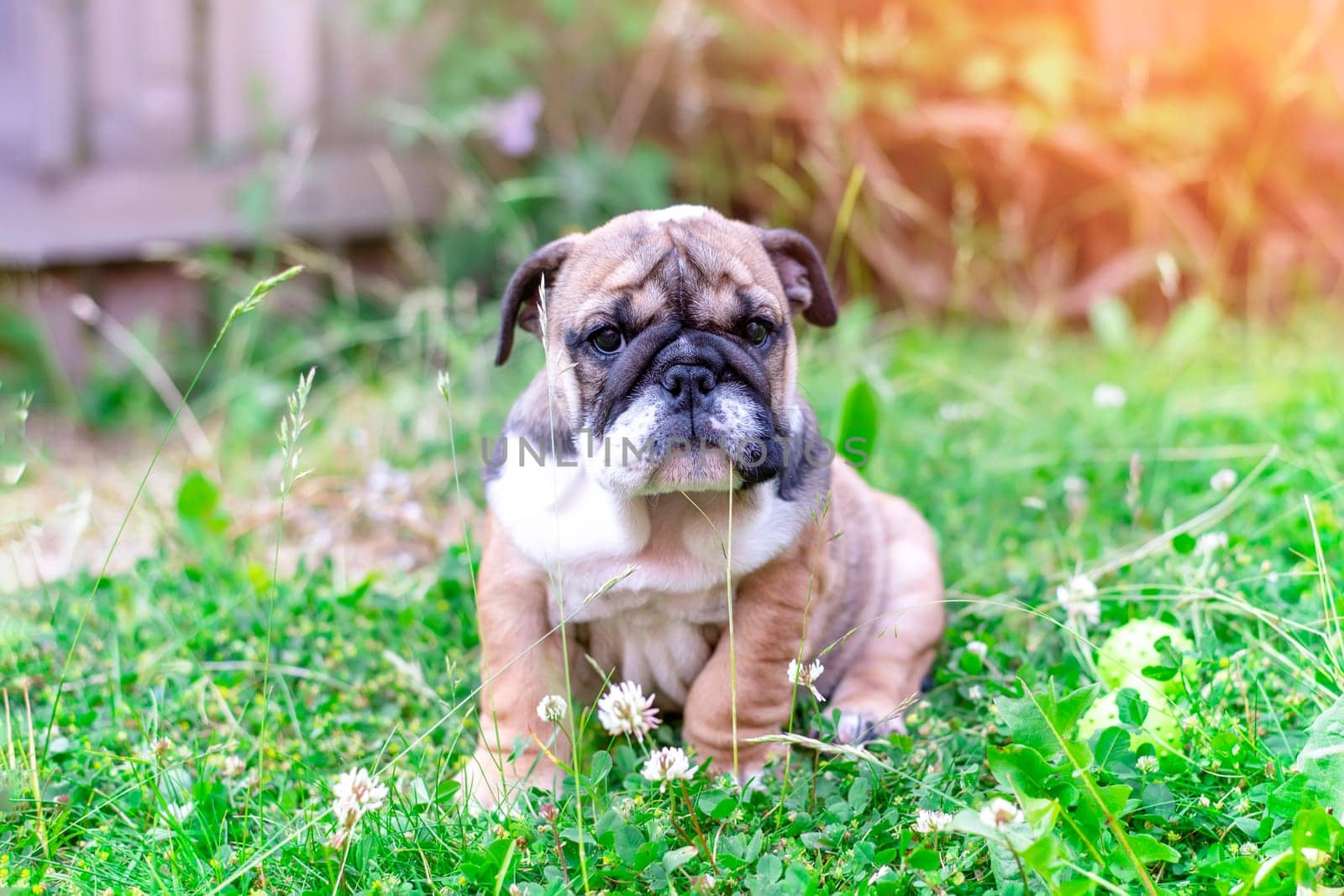 Puppy of Red English Bulldog out for a walk playing, sitting on grass