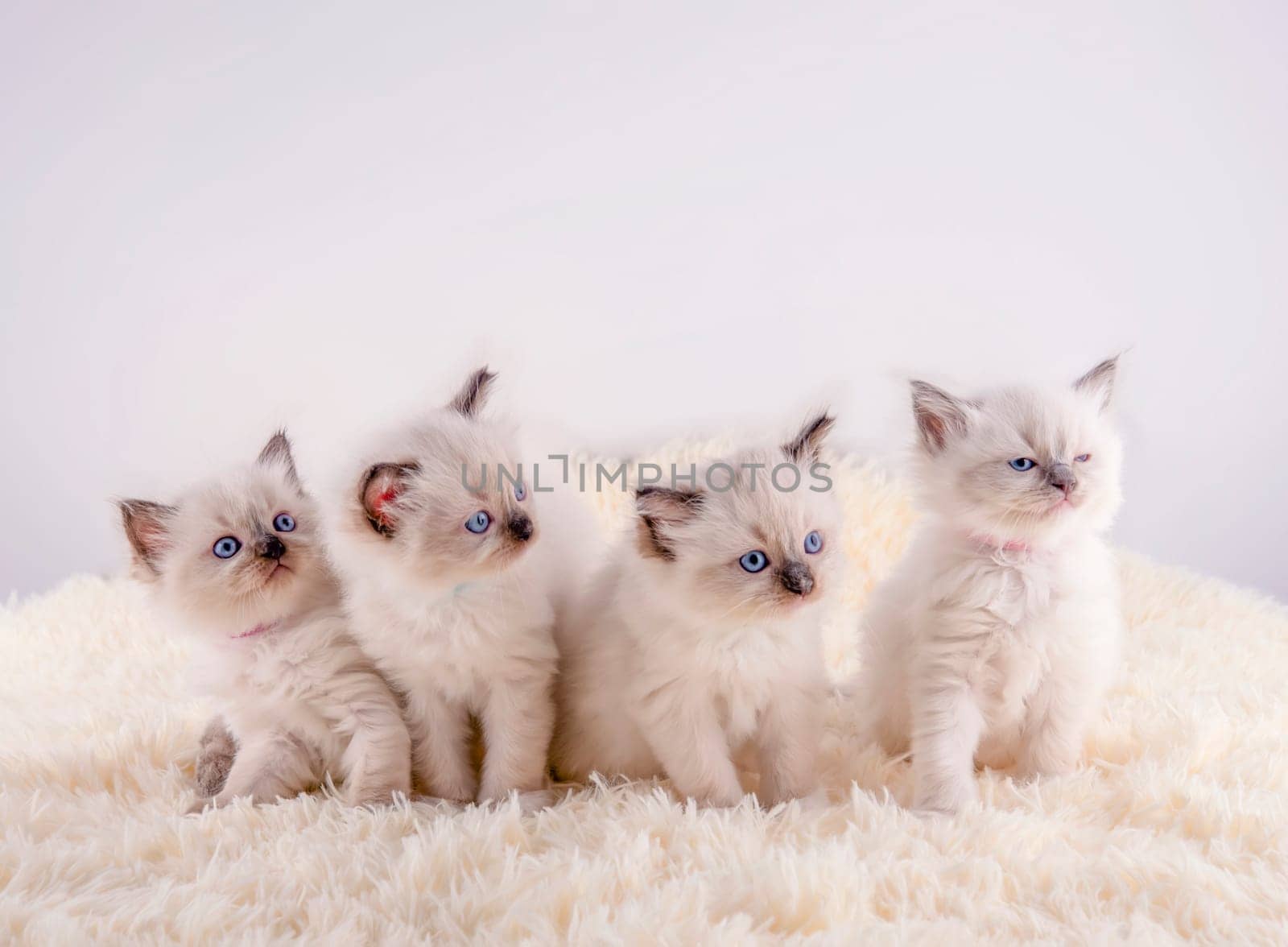 four ragdoll kitten with blue eyes  sitting on white rug on a white background