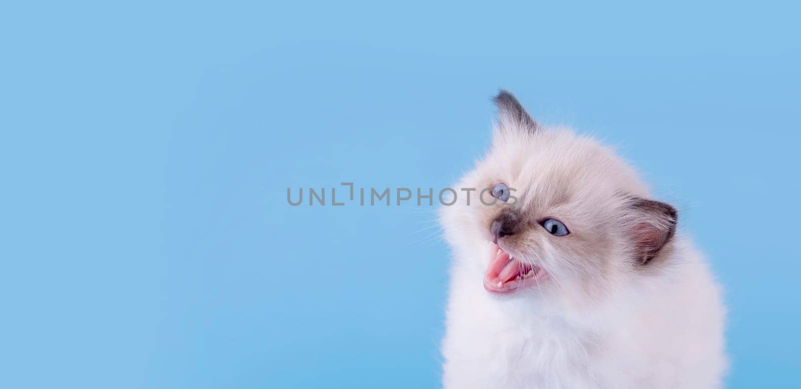 little  ragdoll kitten with blue eyes in purple collar  sitting on a blue background. Space for text.  Photo for card and calendar by Iryna_Melnyk