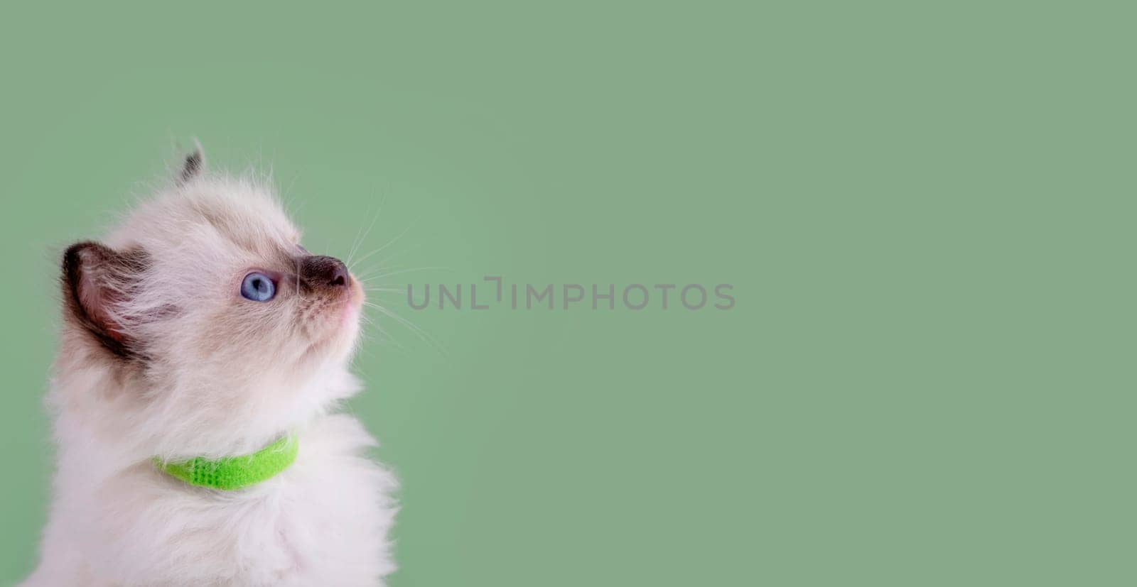 little  ragdoll kitten with blue eyes in purple collar  sitting on a green background. Space for text.  Photo for card and calendar by Iryna_Melnyk