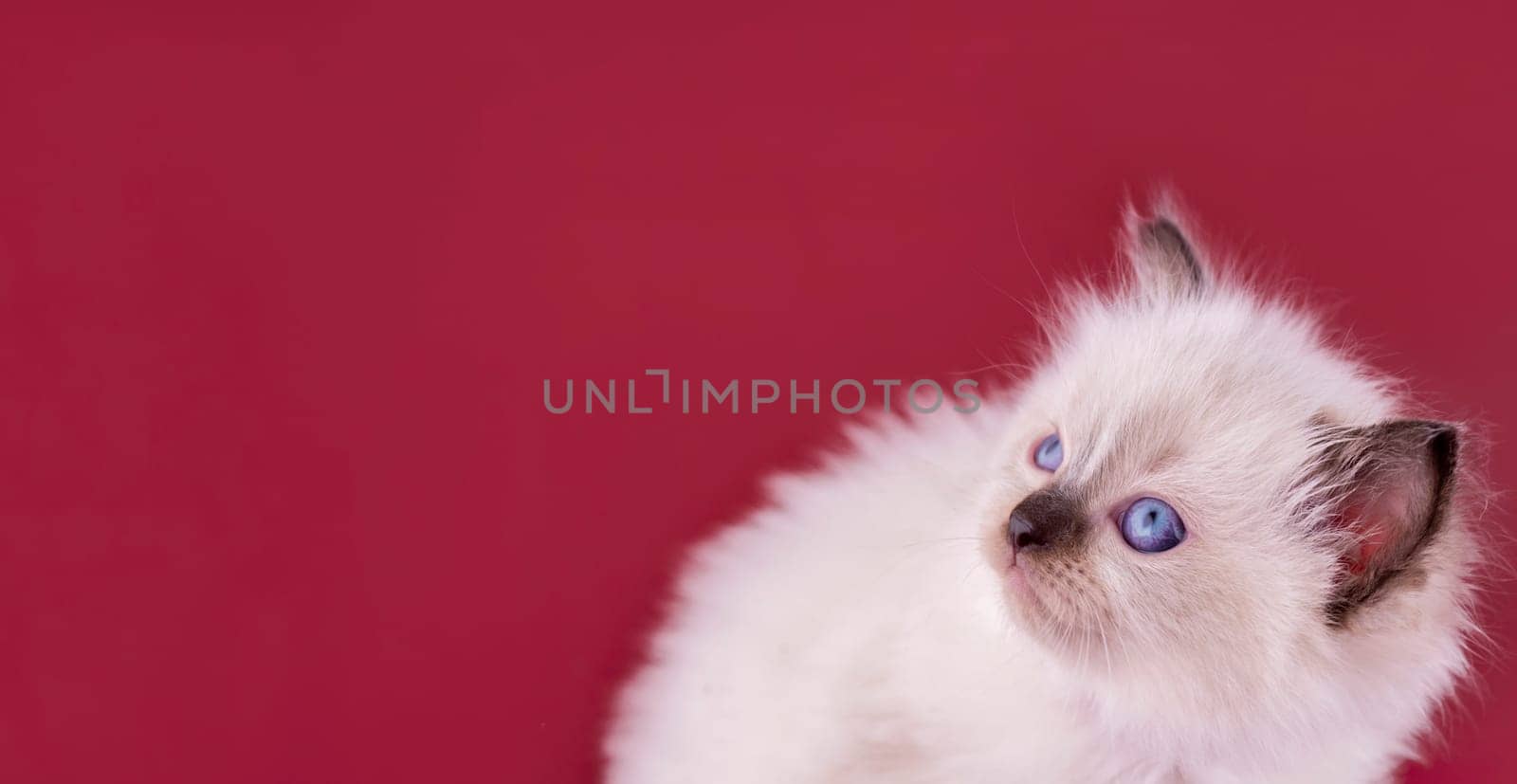 little  ragdoll kitten with blue eyes in purple collar  sitting on a red background. Space for text.  Photo for card and calendar by Iryna_Melnyk