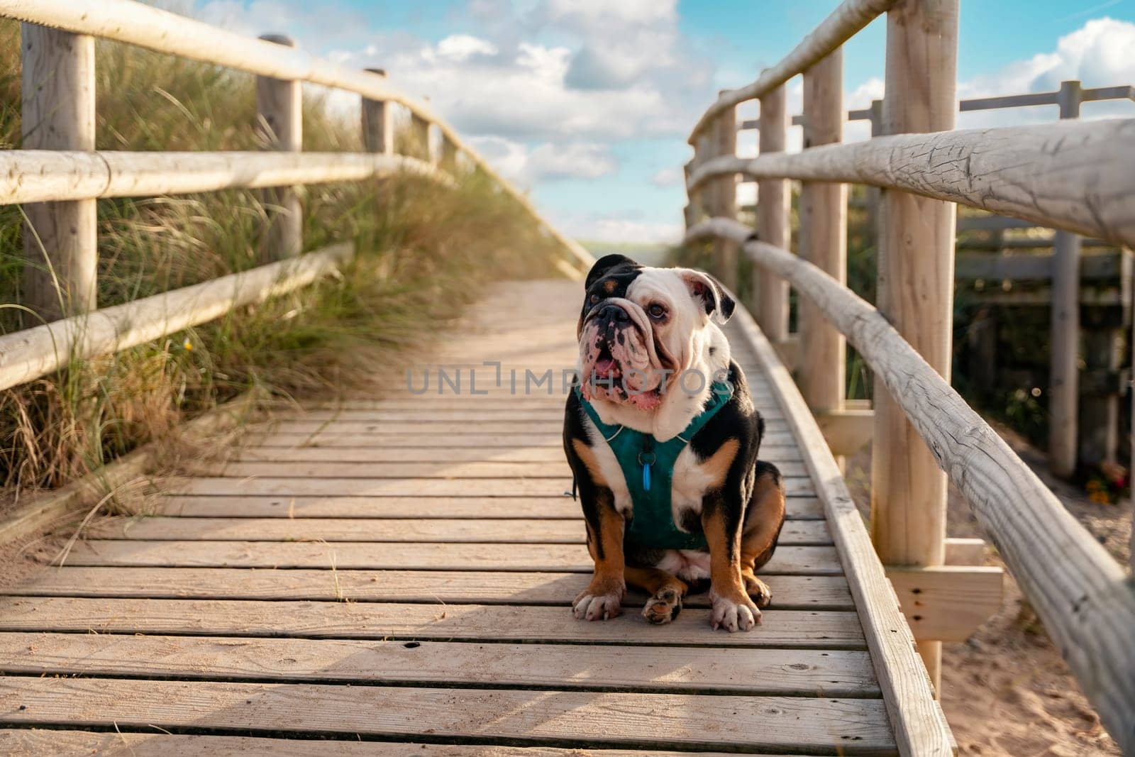 Black tri-color funny english british Bulldog sitting on road to seaside at sunset in summer by Iryna_Melnyk