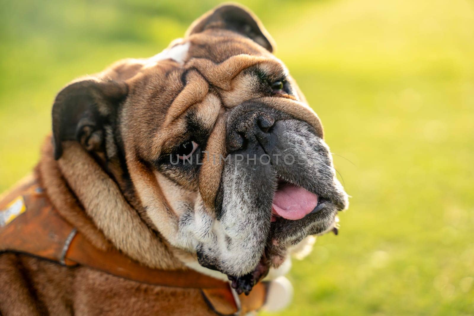 Portraut of Funny beautiful classic Red English British Bulldog Dog out for a walk looking up sitting in the grass in forest on sunny day at sunset