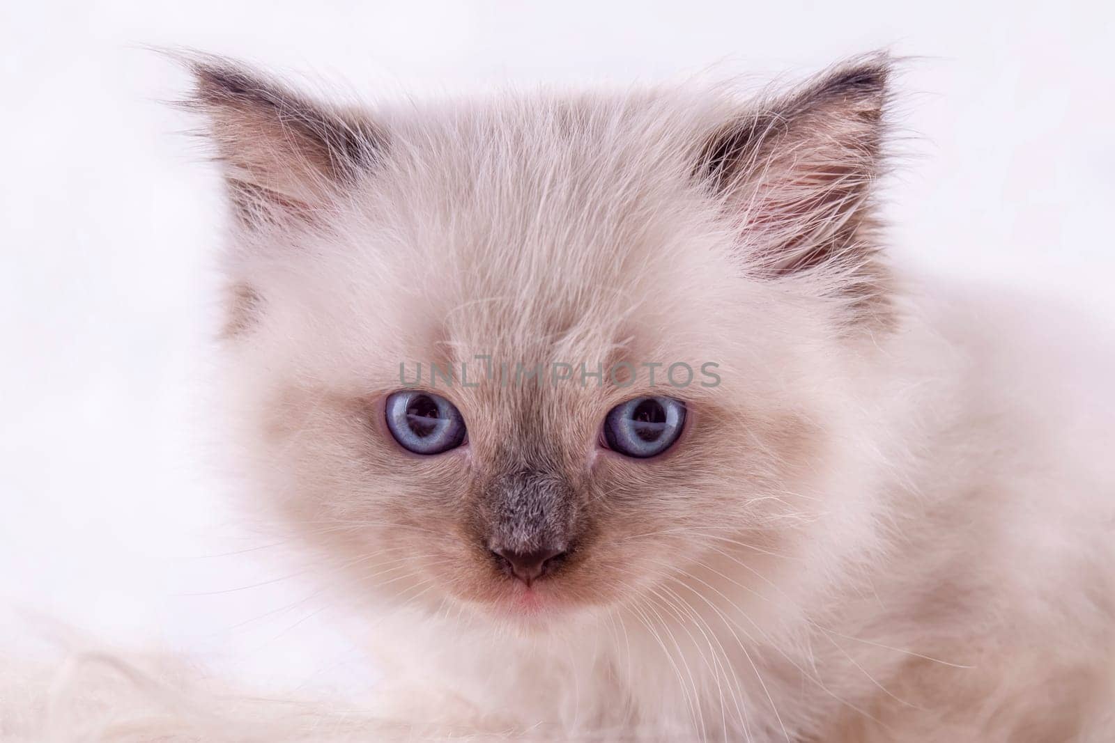 little  ragdoll kitten with blue eyes in purple collar  sitting on a white background.  Photo for card and calendar by Iryna_Melnyk