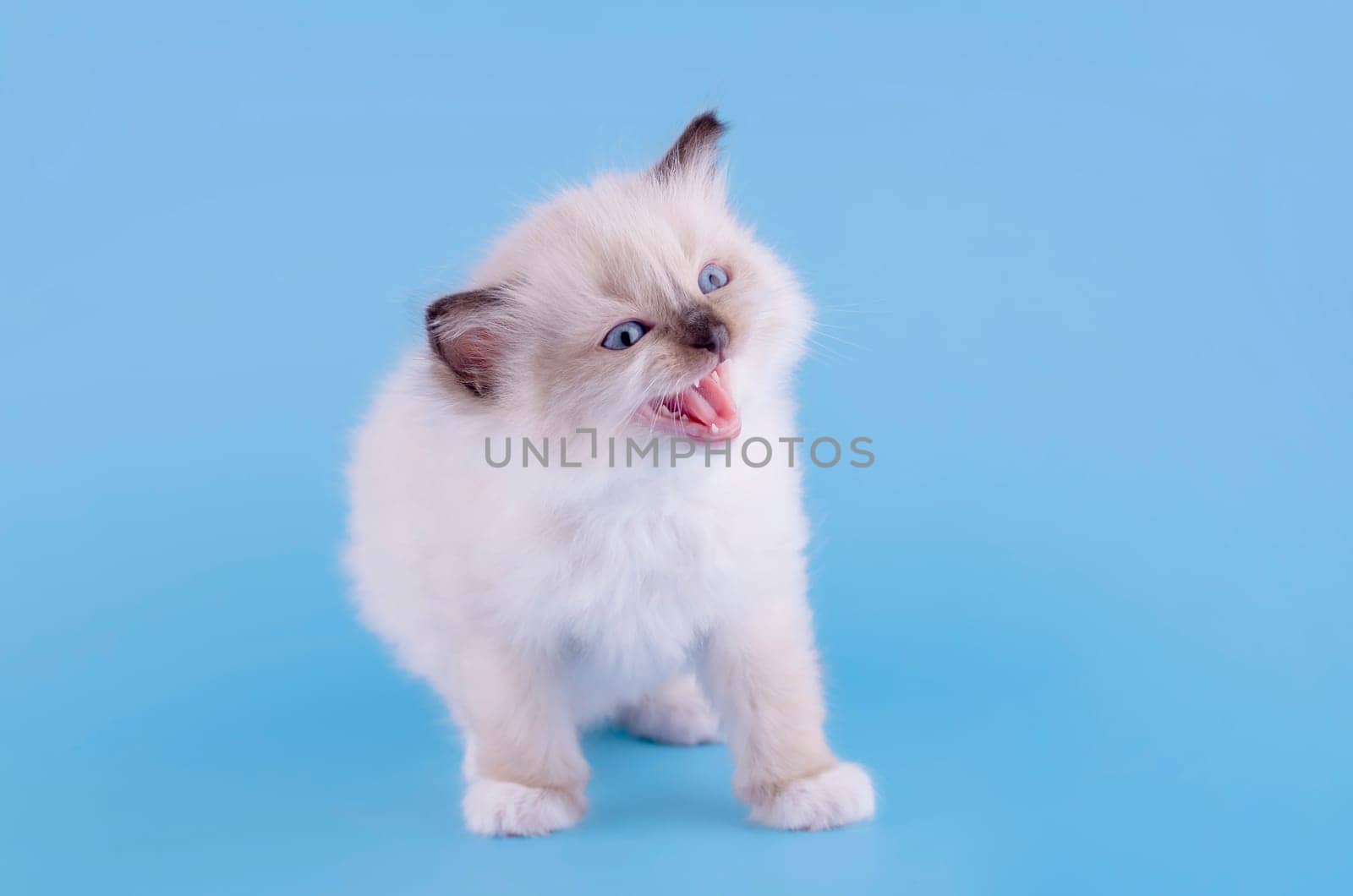 little  ragdoll kitten with blue eyes in purple collar  sitting on a blue background.  Photo for card and calendar by Iryna_Melnyk