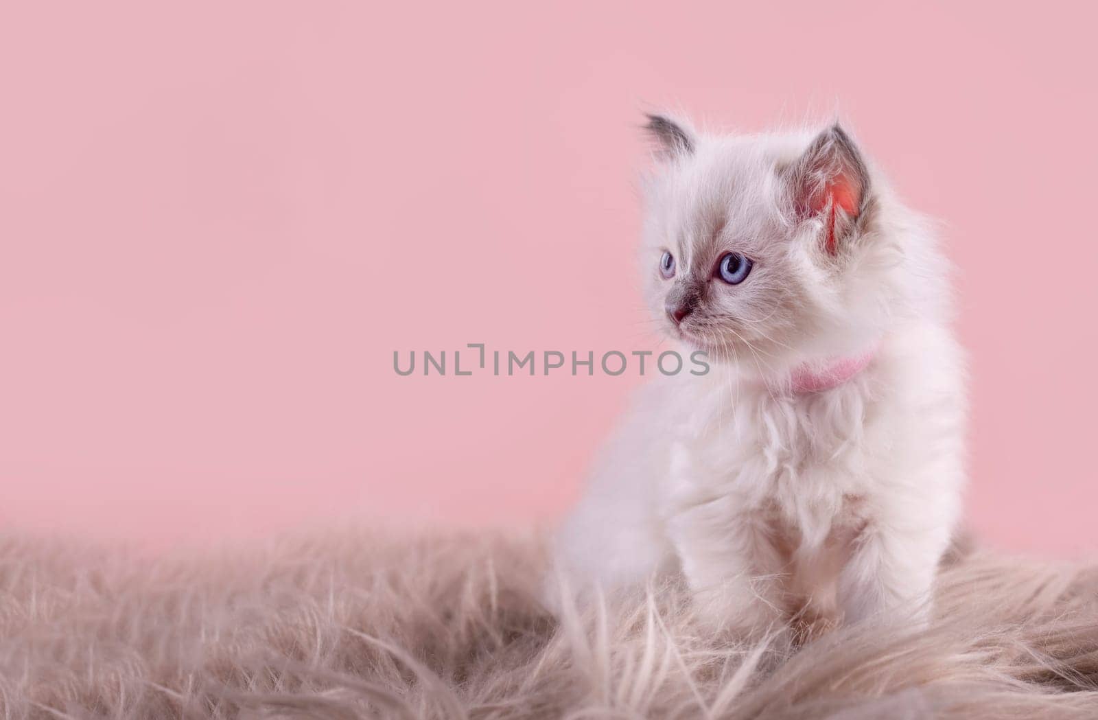 little  ragdoll kitten with blue eyes in purple collar  sitting on a pink background. Space for text.  Photo for card and calendar by Iryna_Melnyk