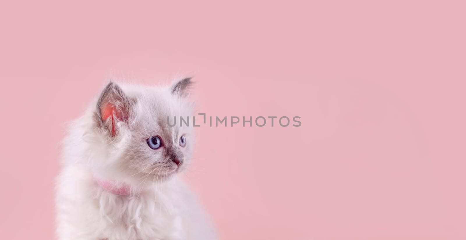 little  ragdoll kitten with blue eyes in purple collar  sitting on a pink background. Space for text.  Photo for card and calendar by Iryna_Melnyk